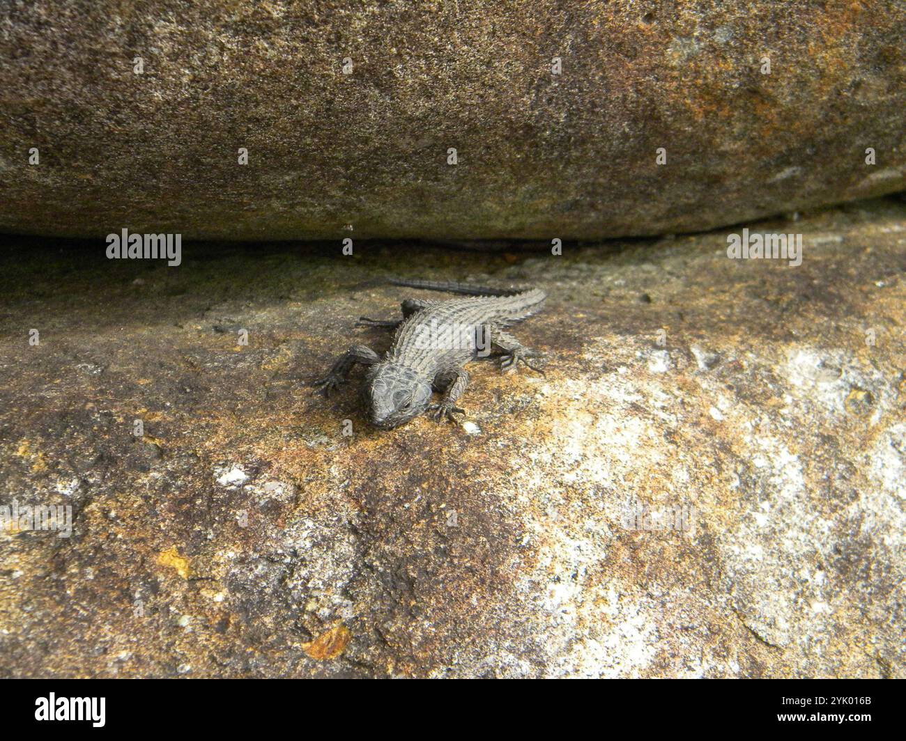 Image showcasing Untitled Image