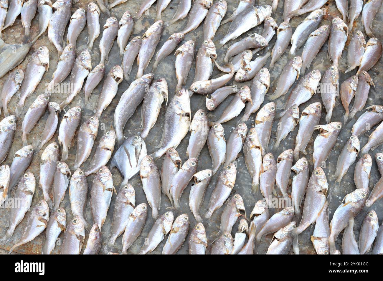 patterns of dried fish background Stock Photo - Alamy
