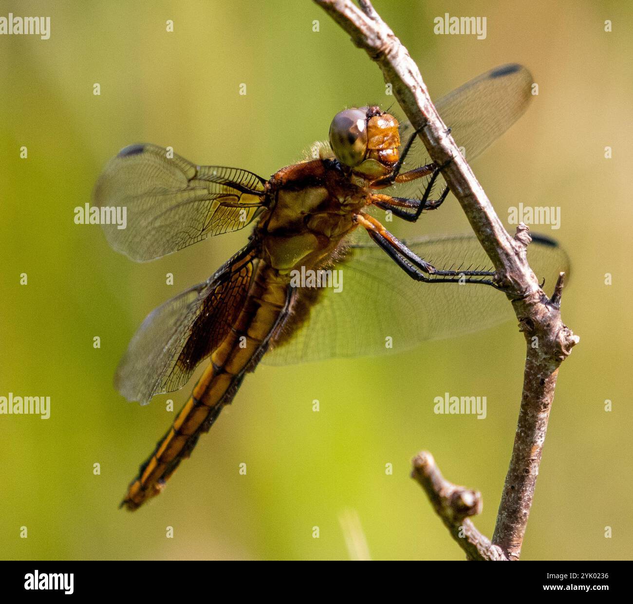 Widow Skimmer (Libellula luctuosa Stock Photo - Alamy