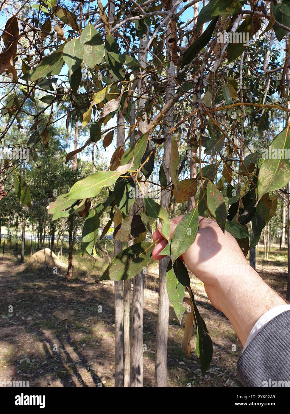 swamp box (Lophostemon suaveolens Stock Photo - Alamy