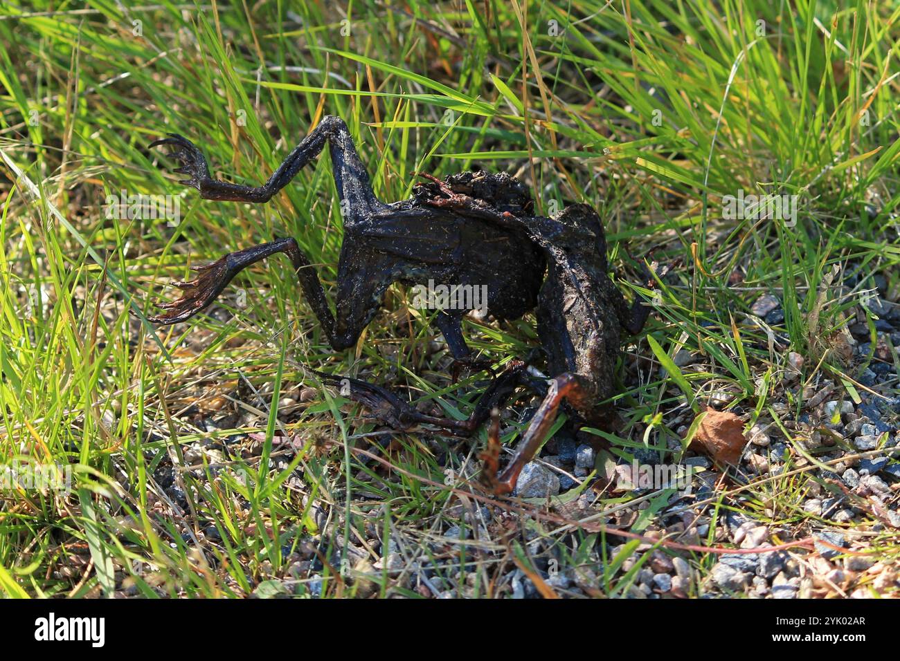 Frogs and Toads (Anura Stock Photo - Alamy