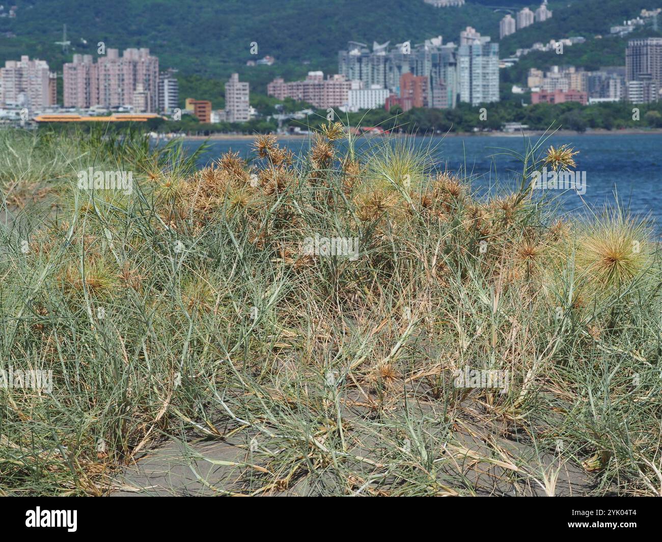 Ravan's Mustache (Spinifex littoreus) Stock Photo