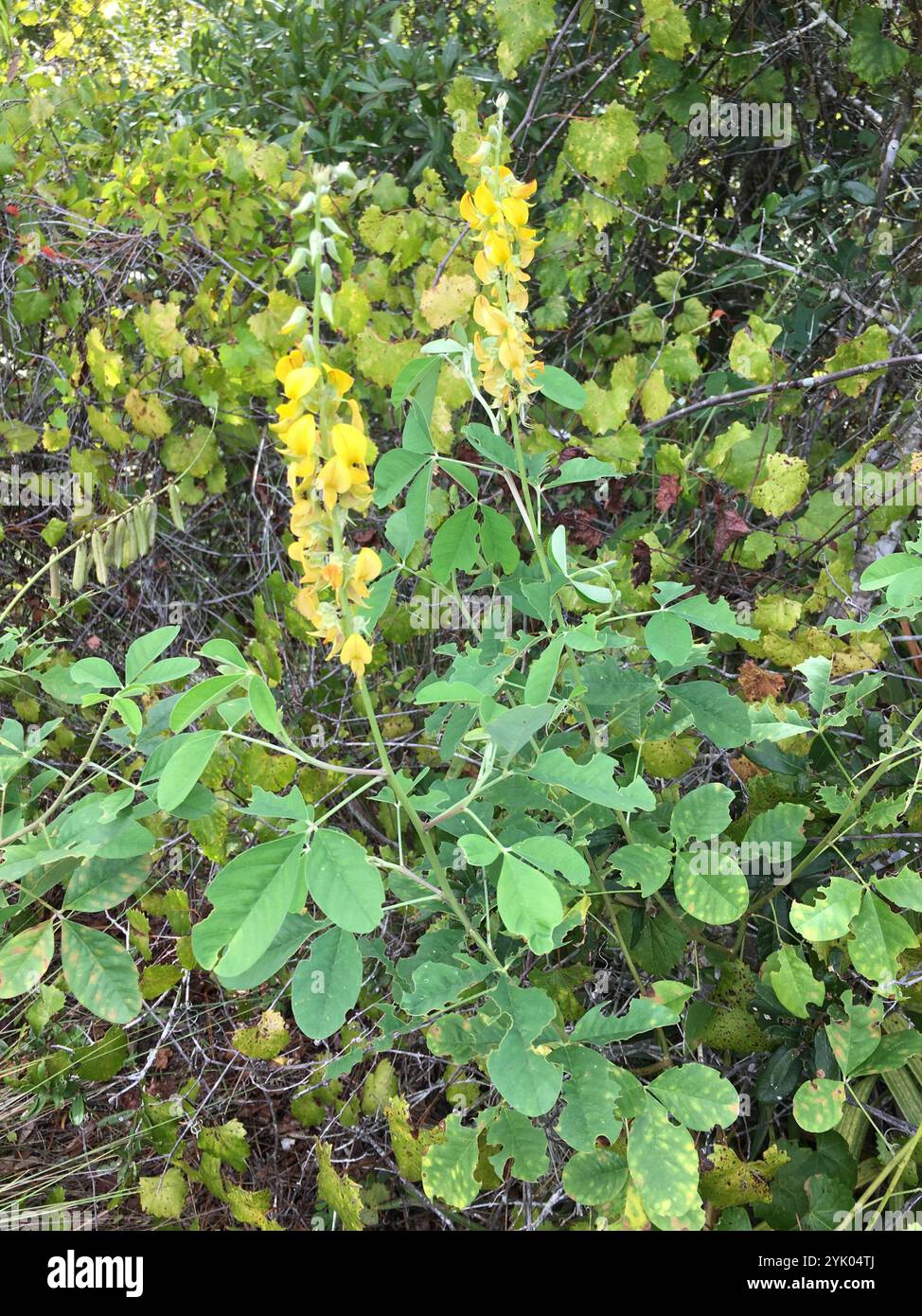 Crotalaria pallida hi-res stock photography and images - Alamy