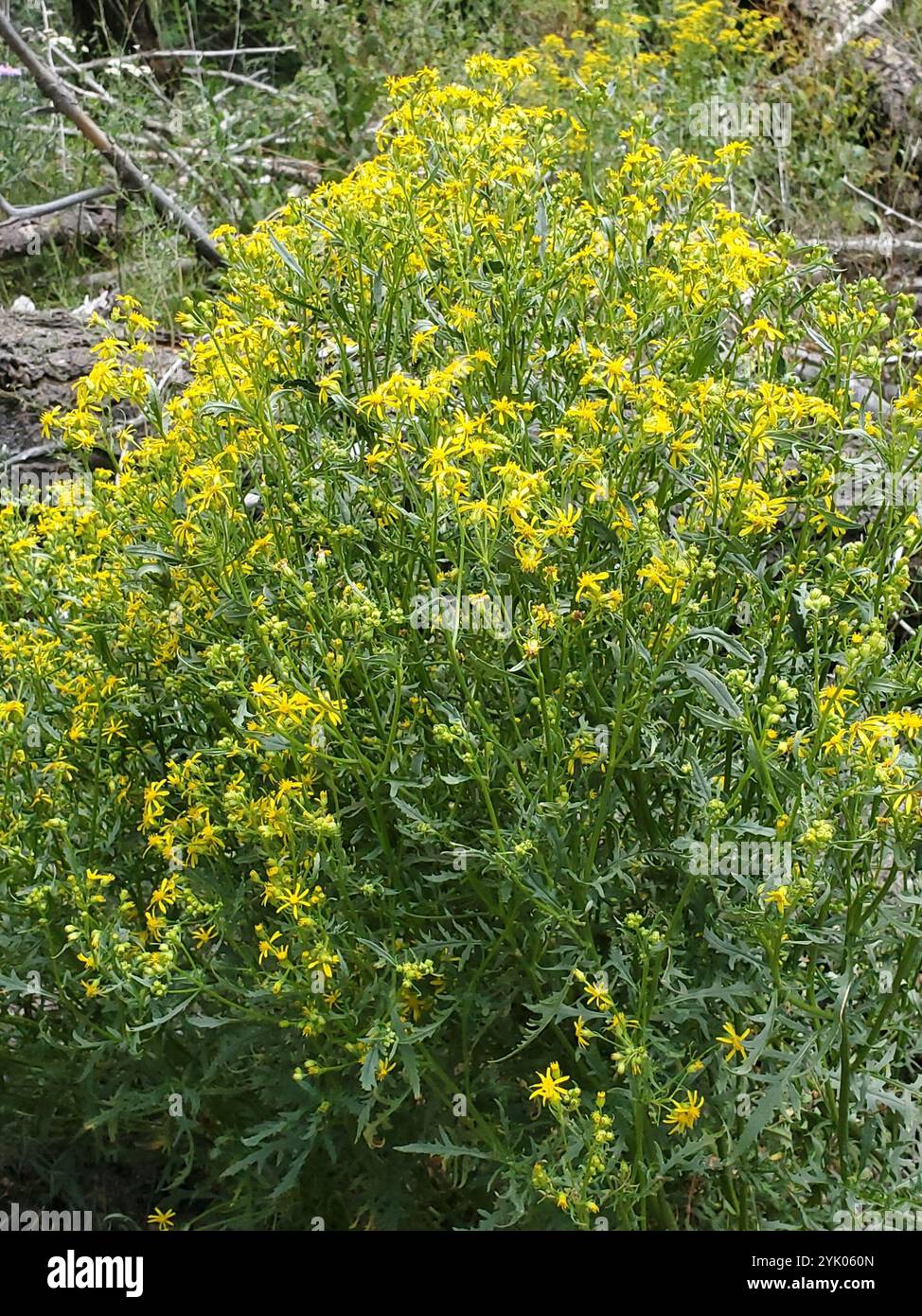 Sheep Ragwort Cut-Leaved Ragwort (Senecio eremophilus Stock Photo - Alamy