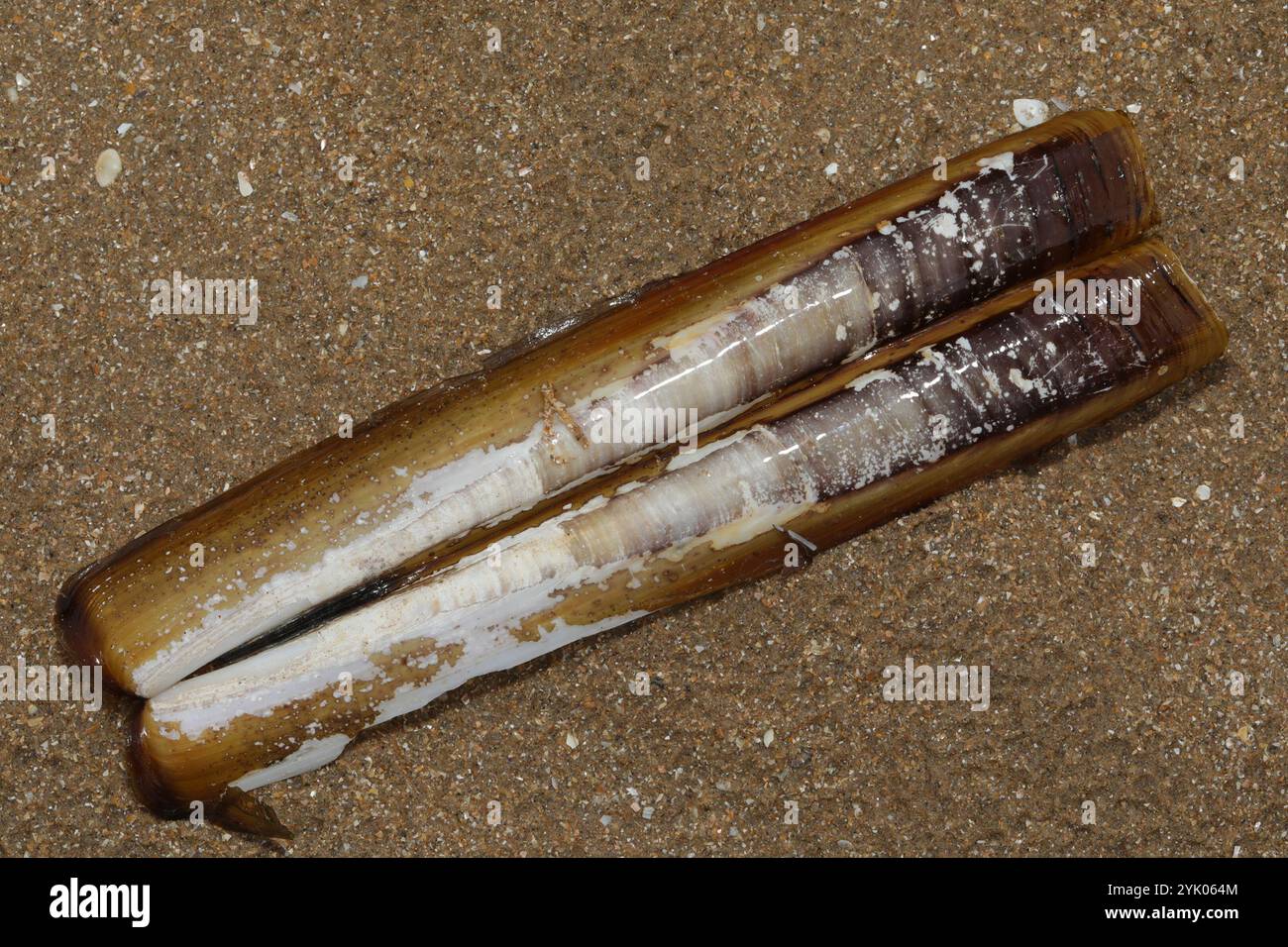 Atlantic Jackknife (Ensis leei Stock Photo - Alamy