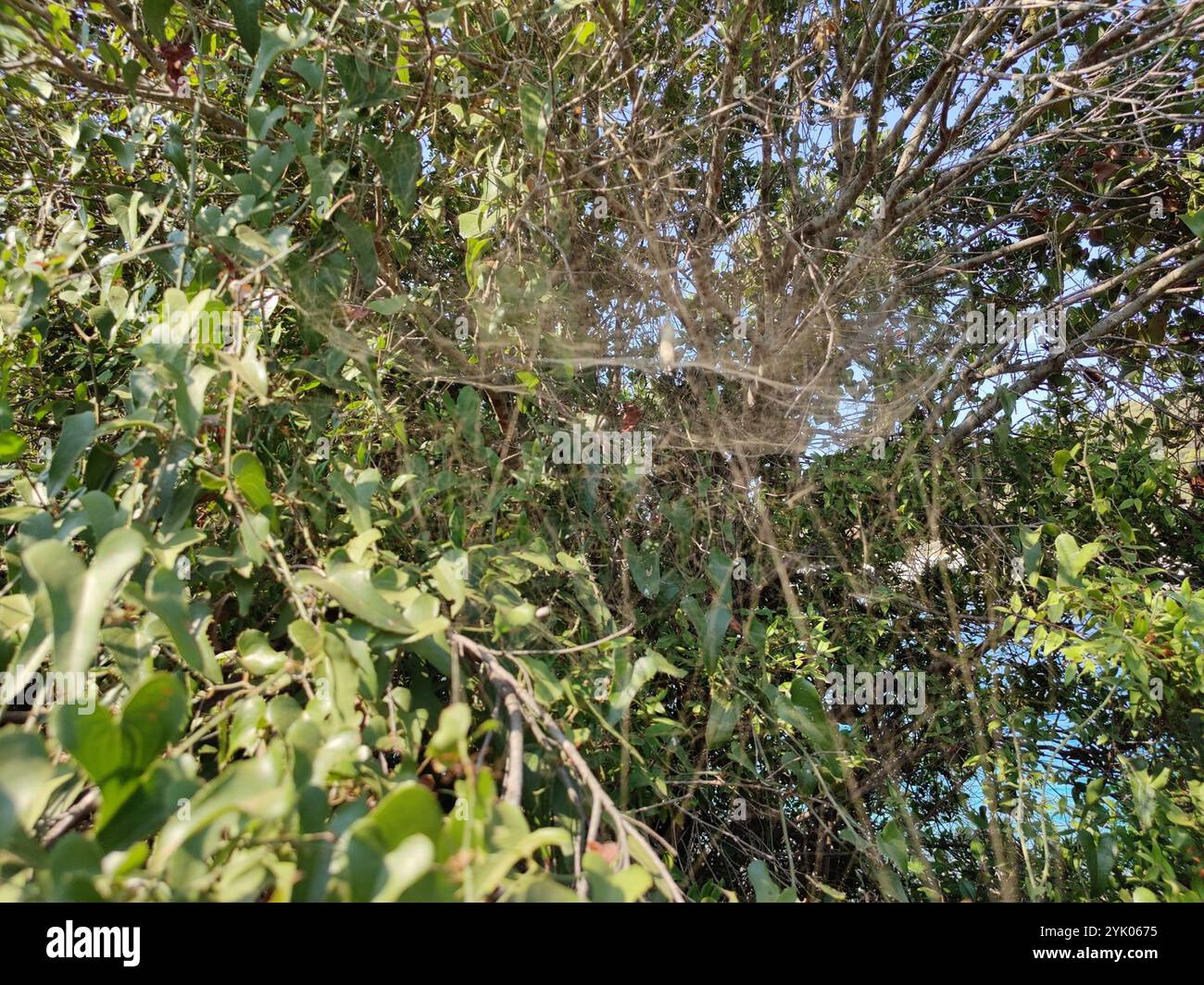 Tropical tent web spider hi-res stock photography and images - Alamy