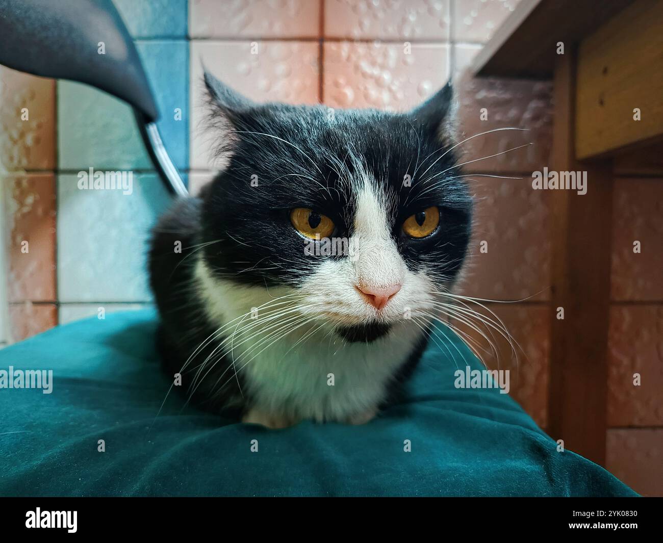 Cute cat full body hi-res stock photography and images - Alamy