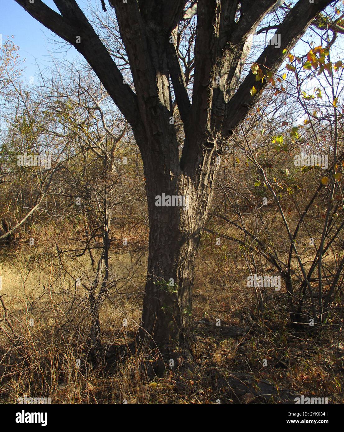 Mukonde Tree Common Tree Euphorbia (Euphorbia ingens Stock Photo - Alamy