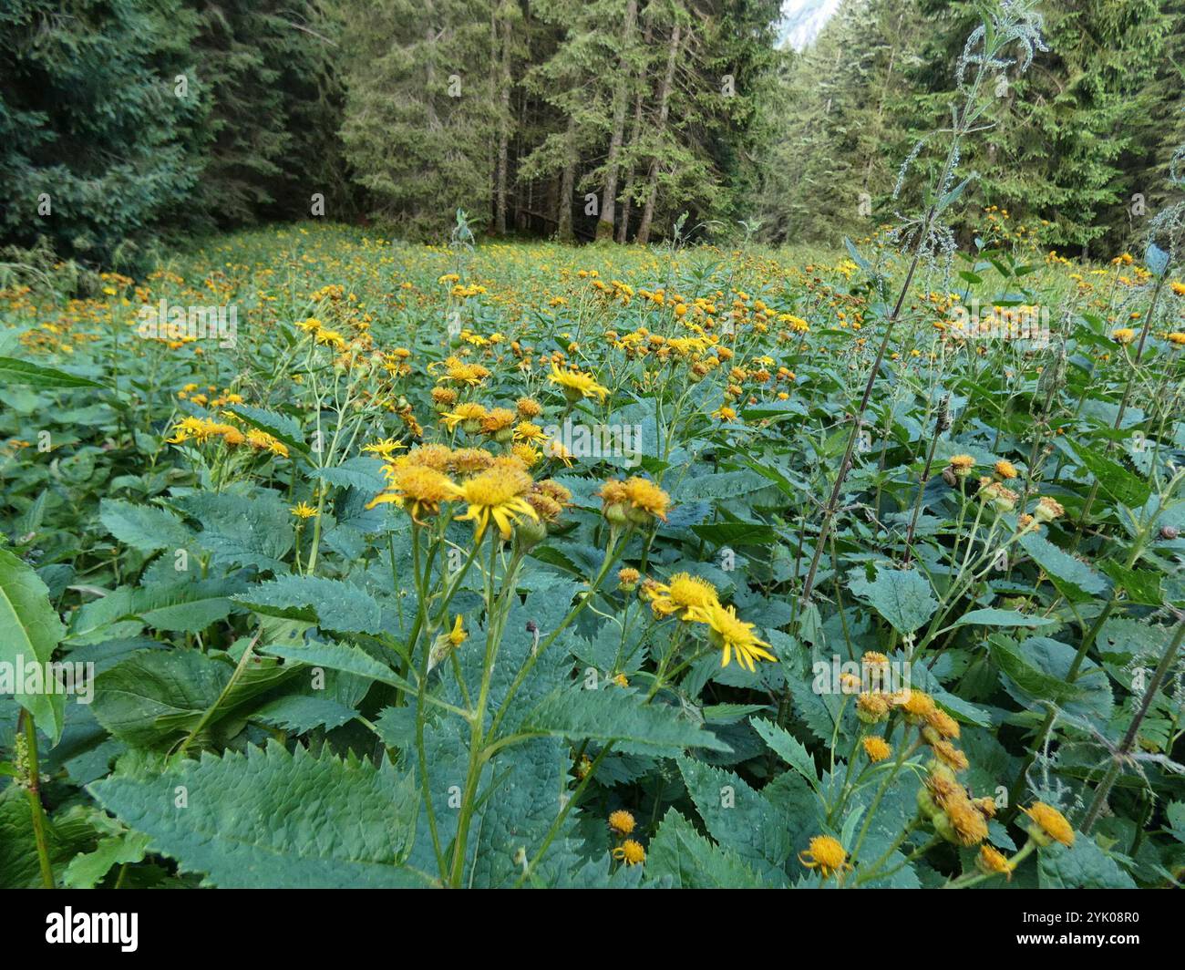Alpine ragwort (Jacobaea alpina Stock Photo - Alamy
