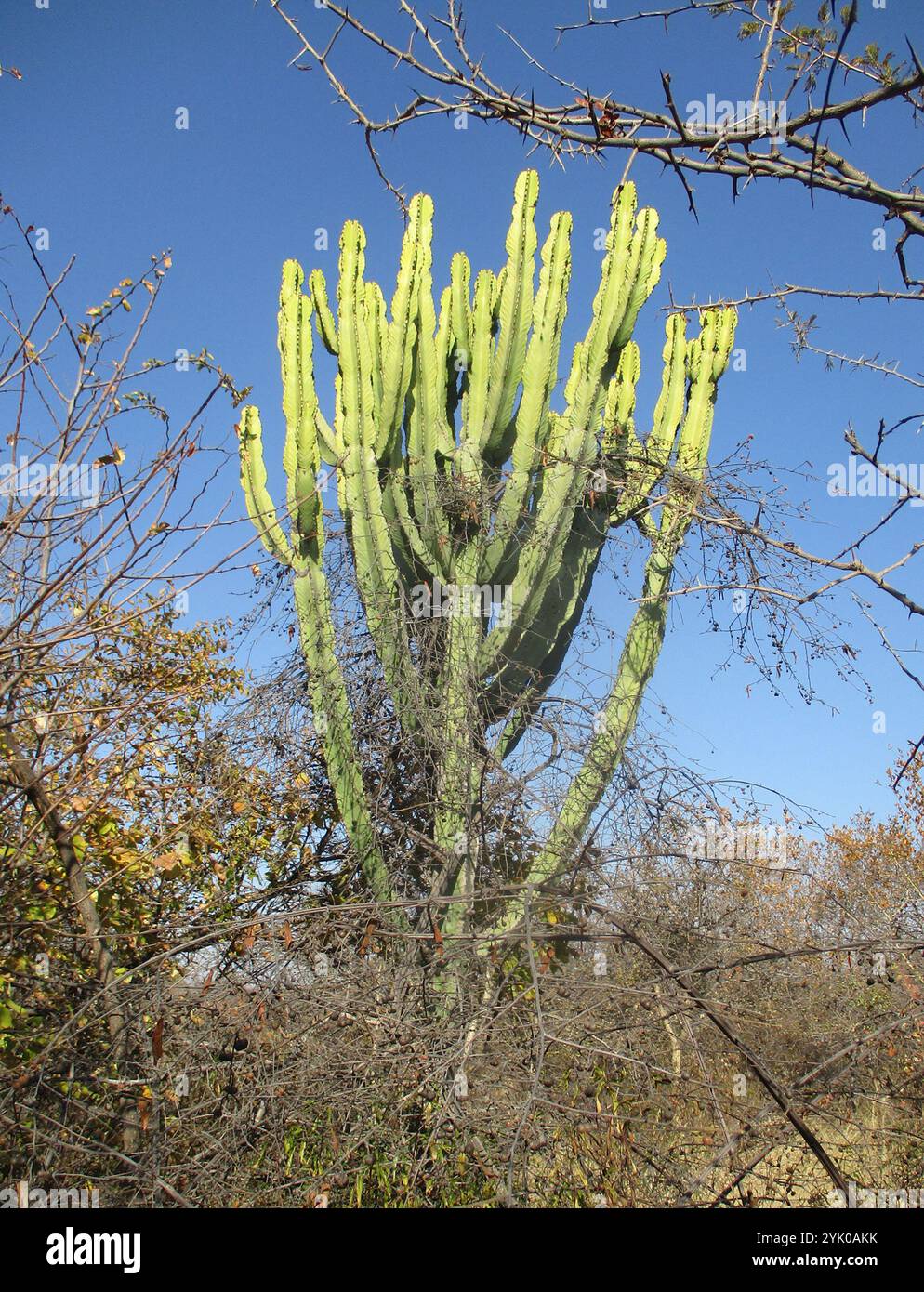 Mukonde Tree Common Tree Euphorbia (Euphorbia ingens Stock Photo - Alamy
