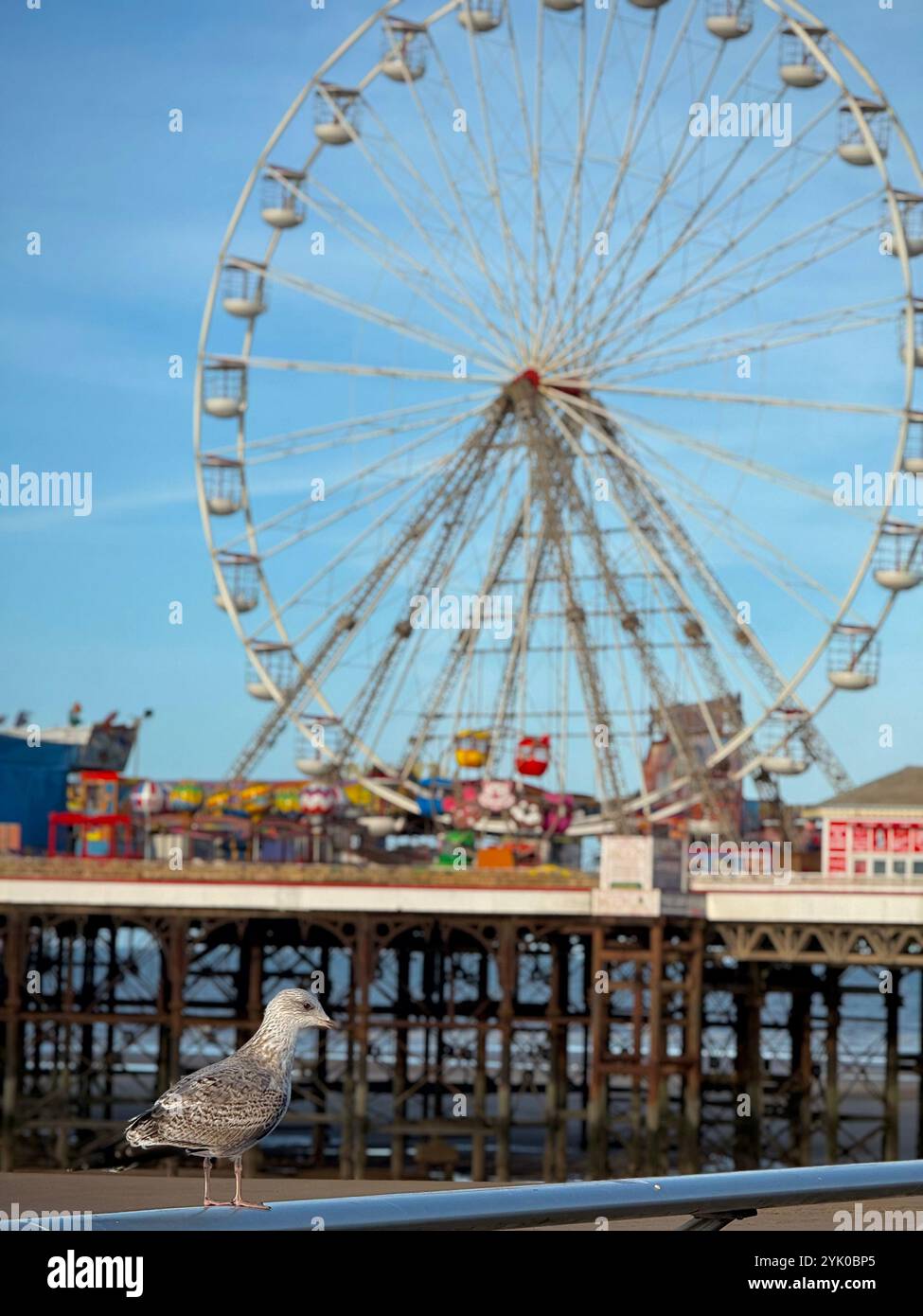 Seagull perched on railing of promenade with Big Wheel on Central Pier in background. Blackpool, UK - Smartphone Captured Stock Image