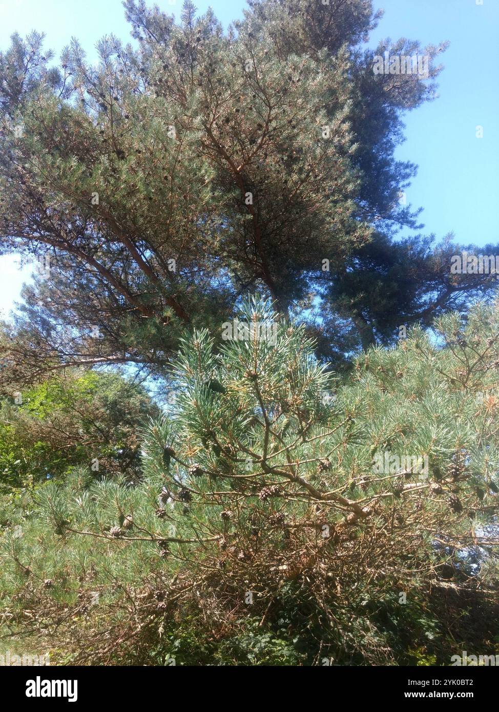 Pinus Sylvestris Rhs Scots pine (Pinus sylvestris Stock Photo - Alamy