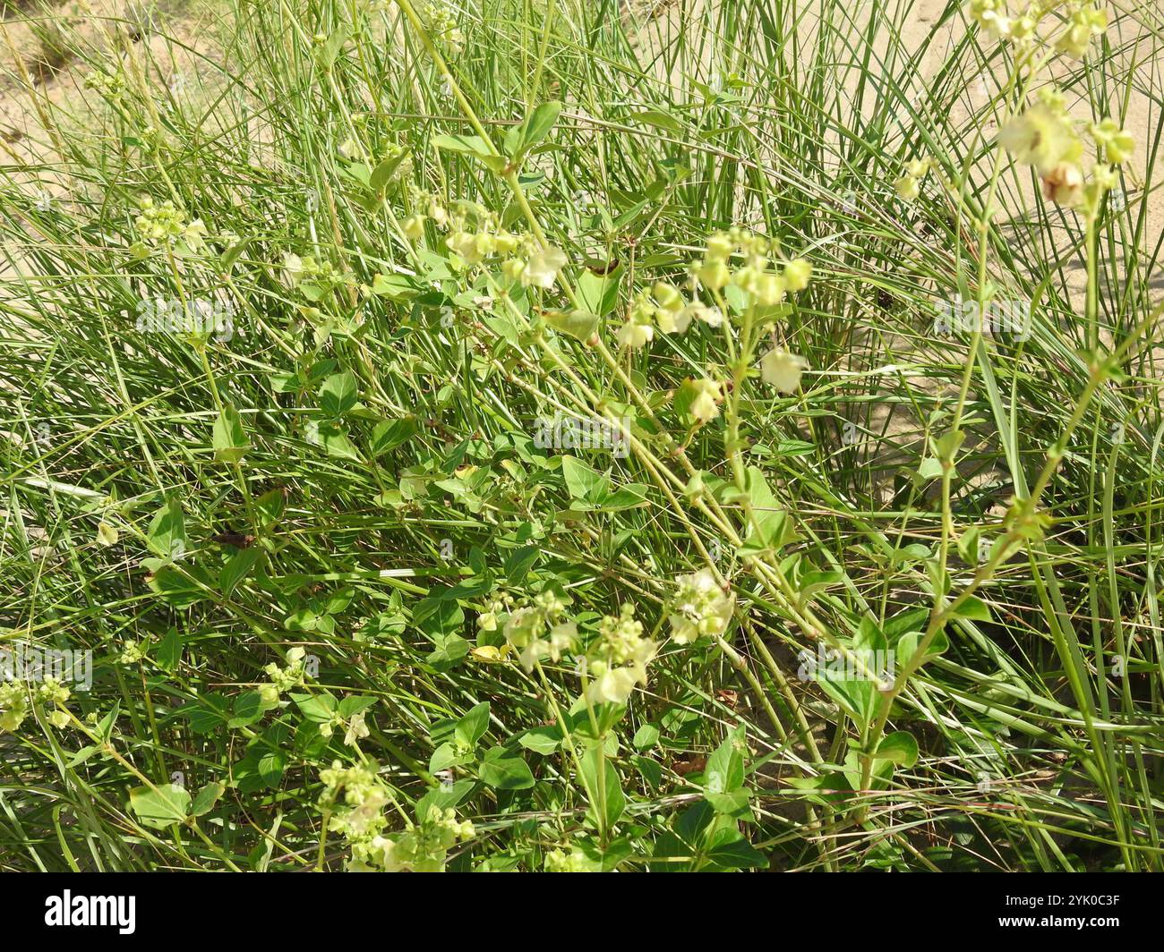 Wild Four o'Clock (Mirabilis nyctaginea Stock Photo - Alamy