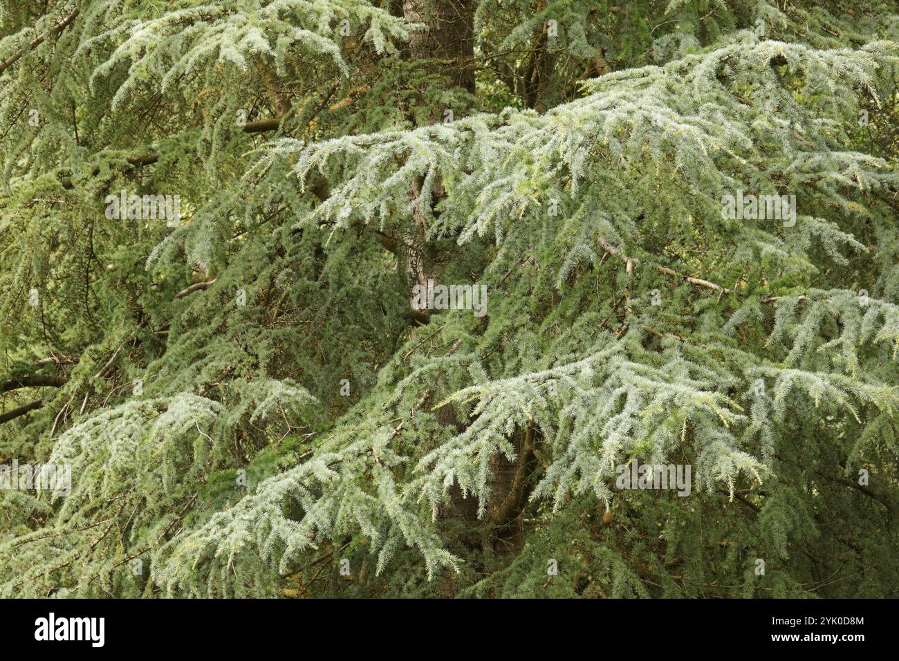 Atlas cedar (Cedrus atlantica Stock Photo - Alamy