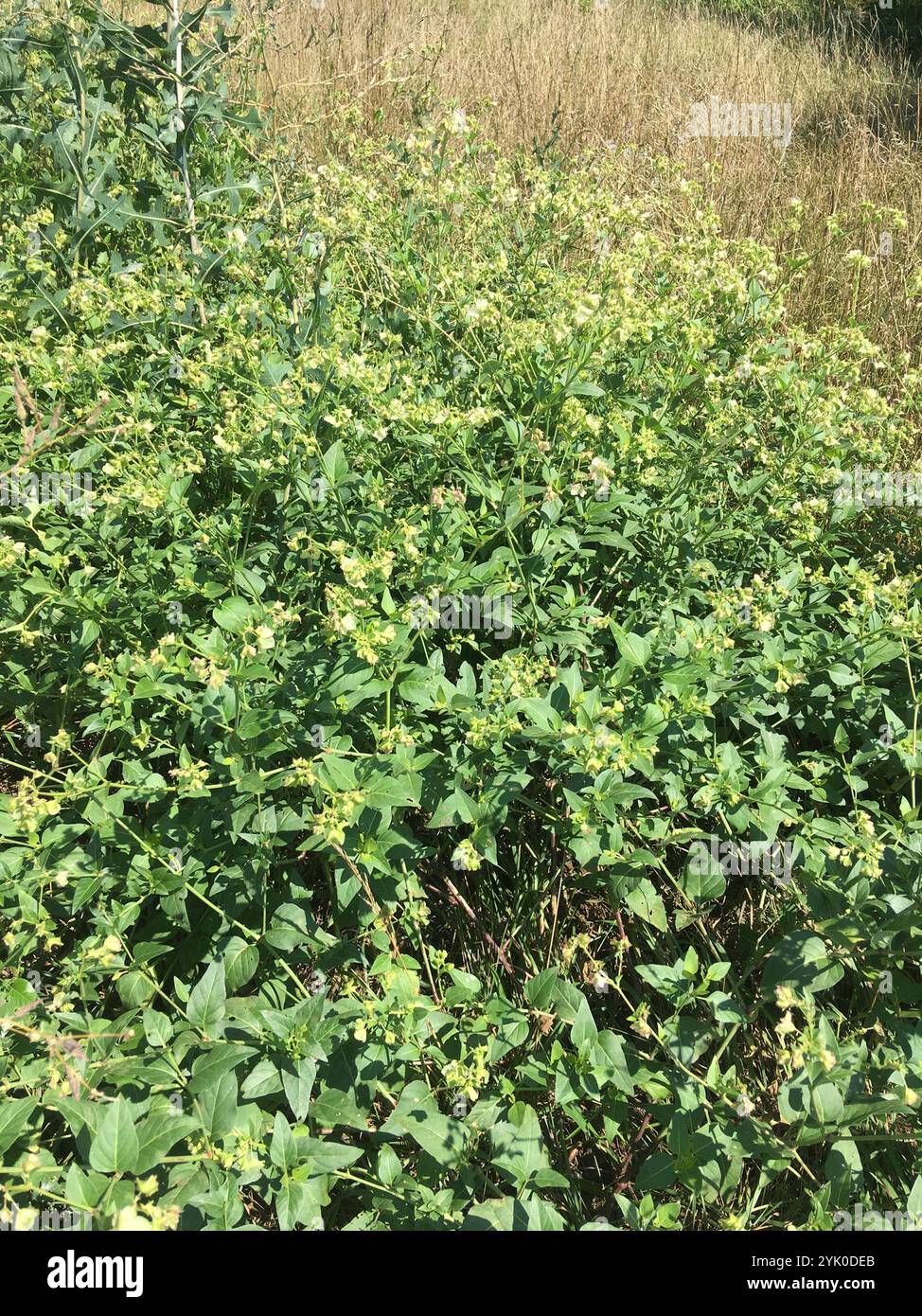 Wild Four o'Clock (Mirabilis nyctaginea Stock Photo - Alamy