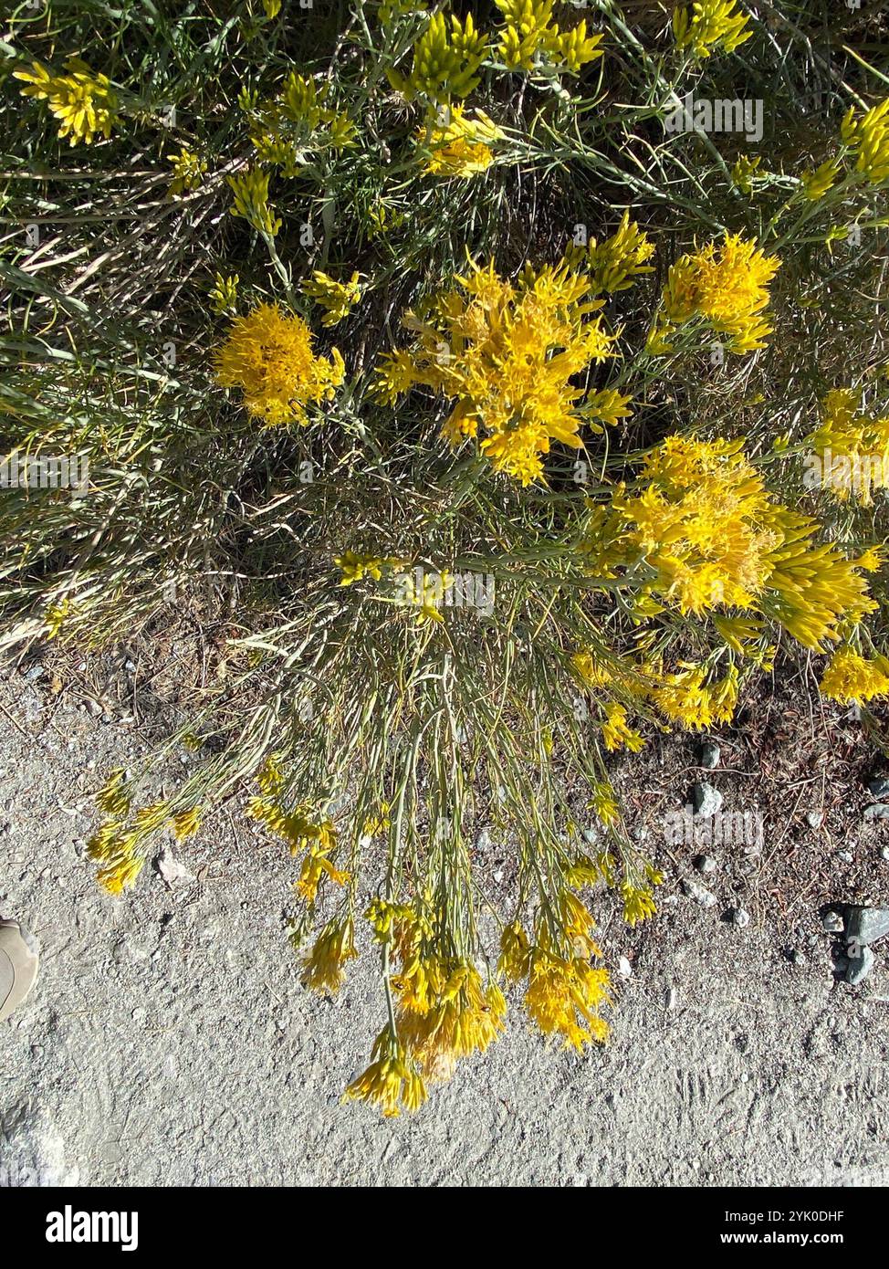 Rubber Rabbitbrush (Ericameria nauseosa Stock Photo - Alamy