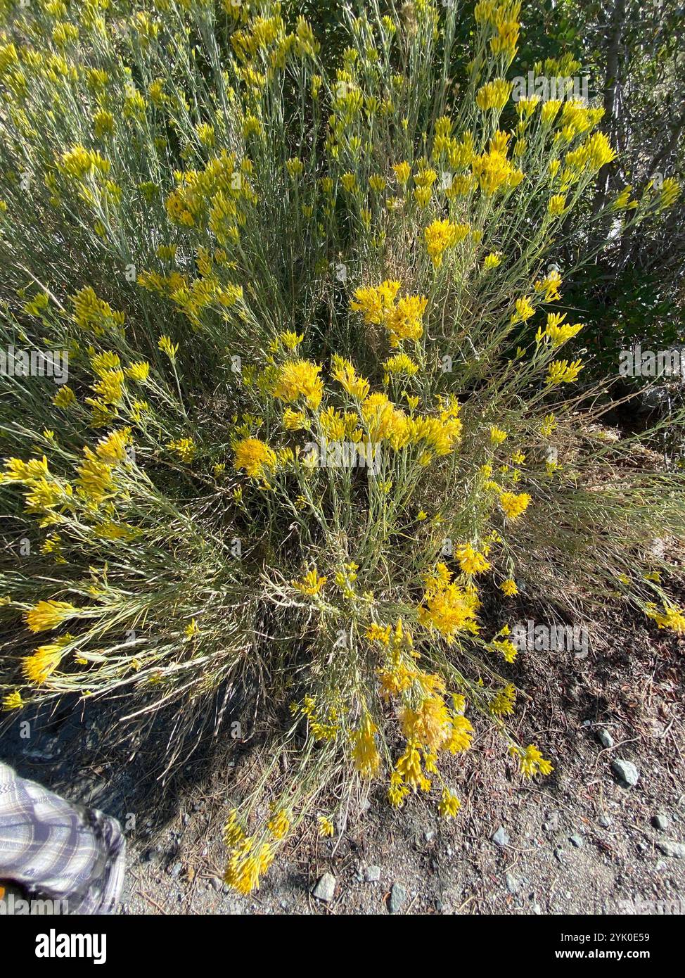Rubber Rabbitbrush (Ericameria nauseosa Stock Photo - Alamy