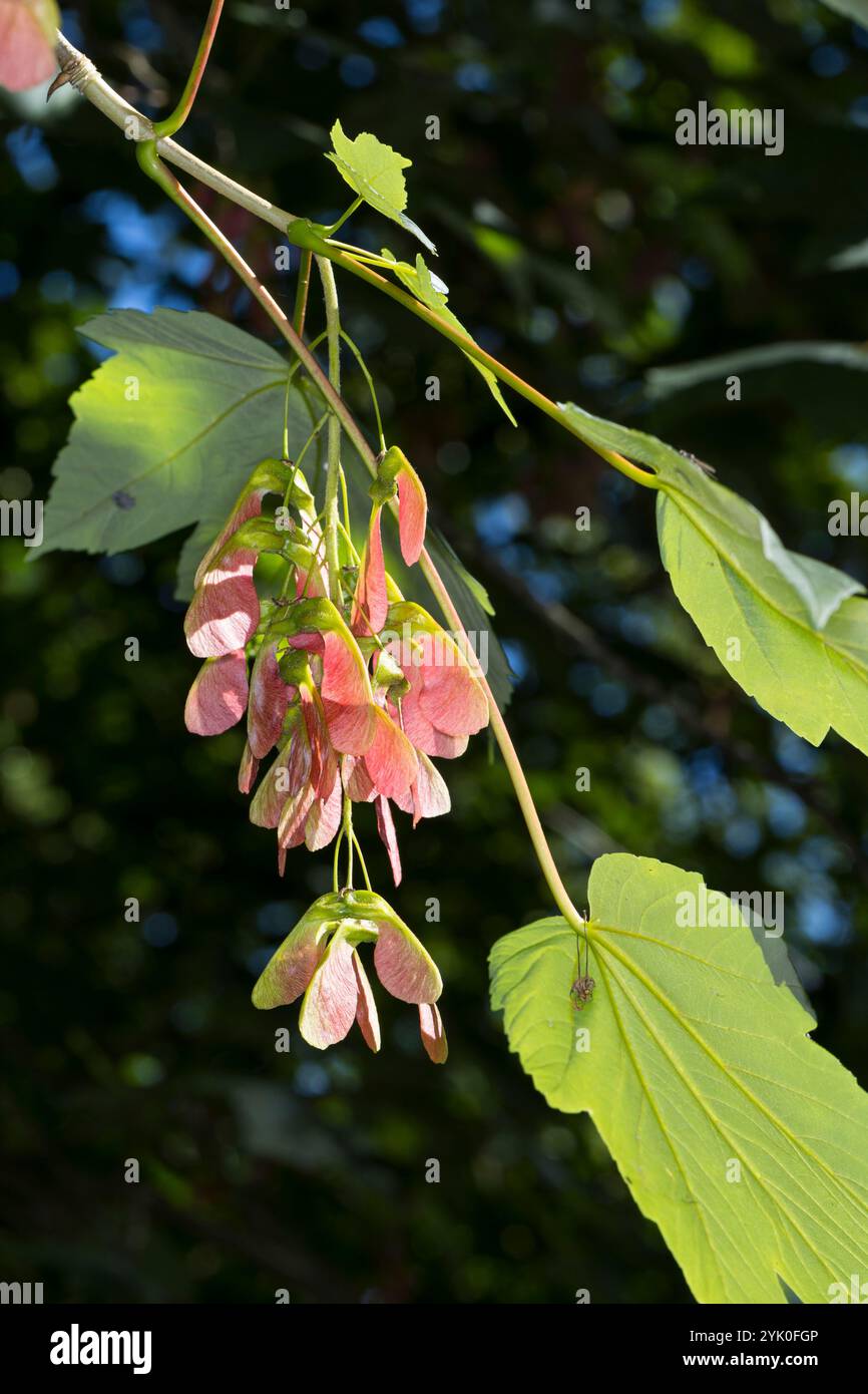 Sycomore fruit hi-res stock photography and images - Alamy, image size:866x1390