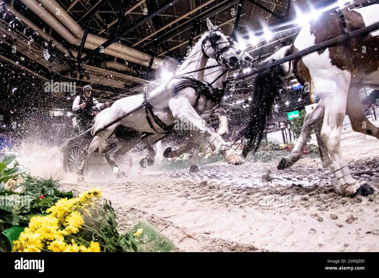 Stuttgart, Deutschland. 16th Nov, 2024. 3. Platz Bronze, Chardon Ijsbrand, Netherlands FEI Driving World Cup MASTERHORSE GERMAN MASTER Zeit-Hindernisfahren Vierspaenner mit 2 Umlaeufen Wertungspruefung für den Weltcup Fahren 2024/2025 International GER, Stuttgart German Masters 2024, 38. internationale Reitturnier, 16.11.2024 Foto: Eibner-Pressefoto/Roger Buerke Credit: dpa/Alamy Live News Stock Photo