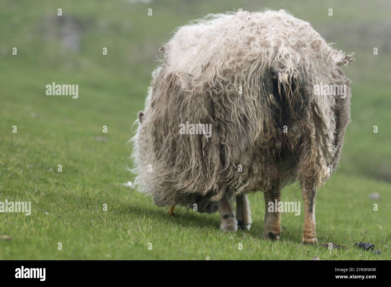 Large Rear Sheep Long fur sheep hi-res stock photography and images - Alamy