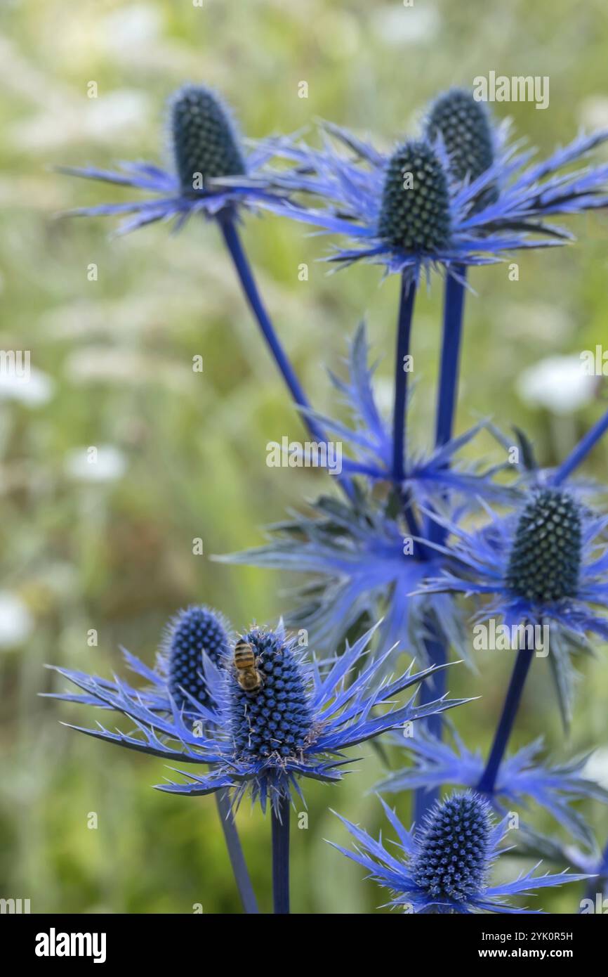 Eryngium planum, blue hobbit, sea holly, thistle, Muensterland, North Rhine-Westphalia, Germany, Europe Stock Photo