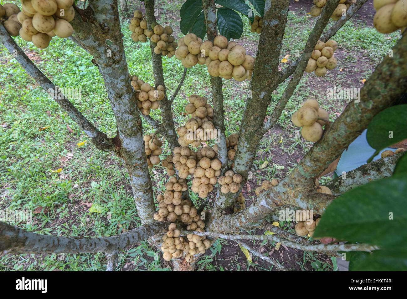Paete, Philippines. Nov 16,2024: Lanzones fruit harvest in a hurry before the sixth tropical cyclone in less than a month. Super typhoon Pepito(Man-yi) is expected to make landfall tonight, being forecast as 'potentially catastrophic & life-threatening situation'. In Oct, severe tropical storm Kristine(Trami) leaves 160 dead, 9.6 million Filipinos affected & caused P6.20 billion agricultural damage, impacting 143,065 farmers. Climate change impact on harvests will further increase the price of farm products as fruits, vegetables & rice for Christmas season. Credit: Kevin Izorce/Alamy Live News Stock Photo