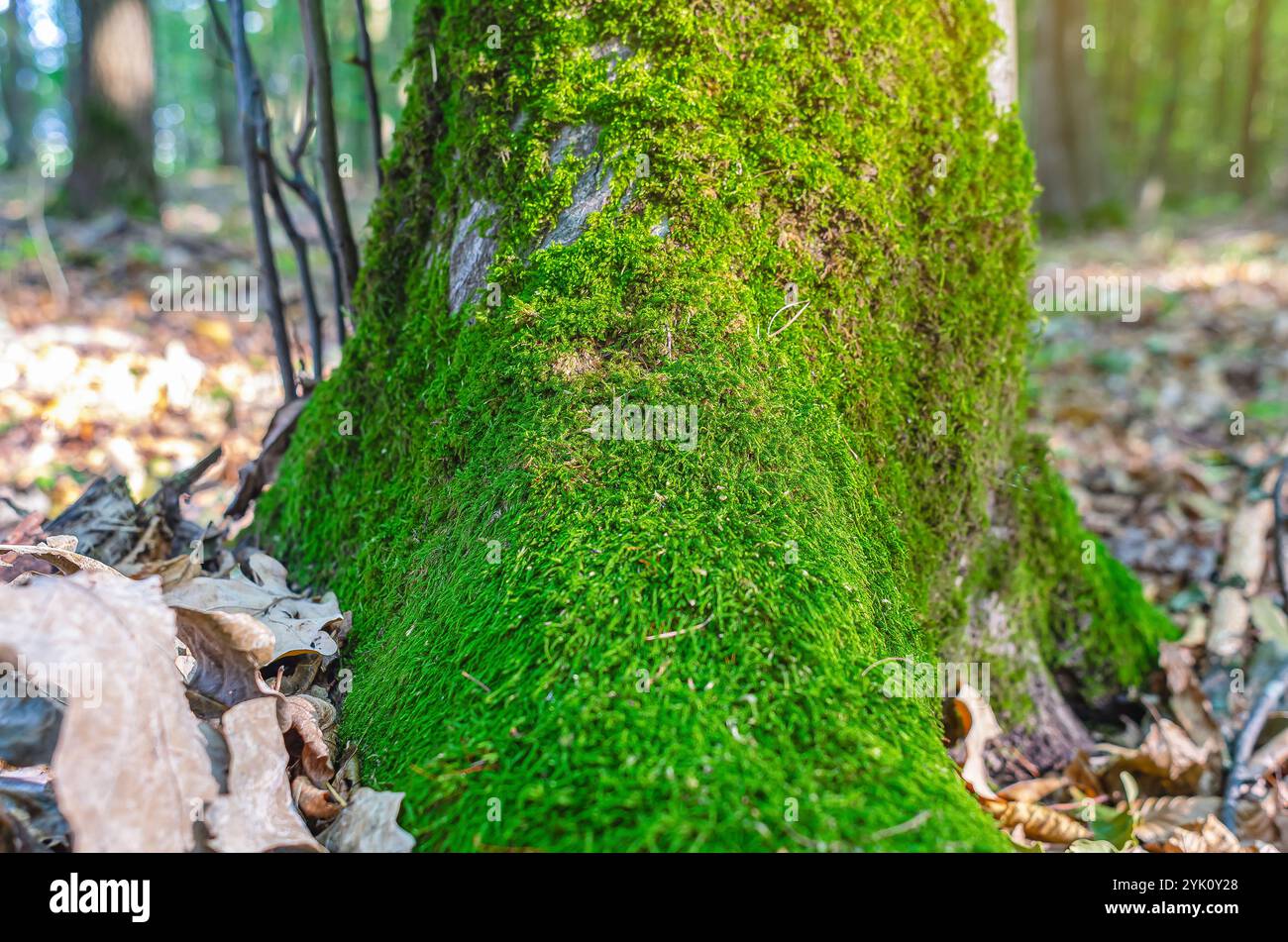 Front view of green moss growing on roots of tree trunk in forest ...