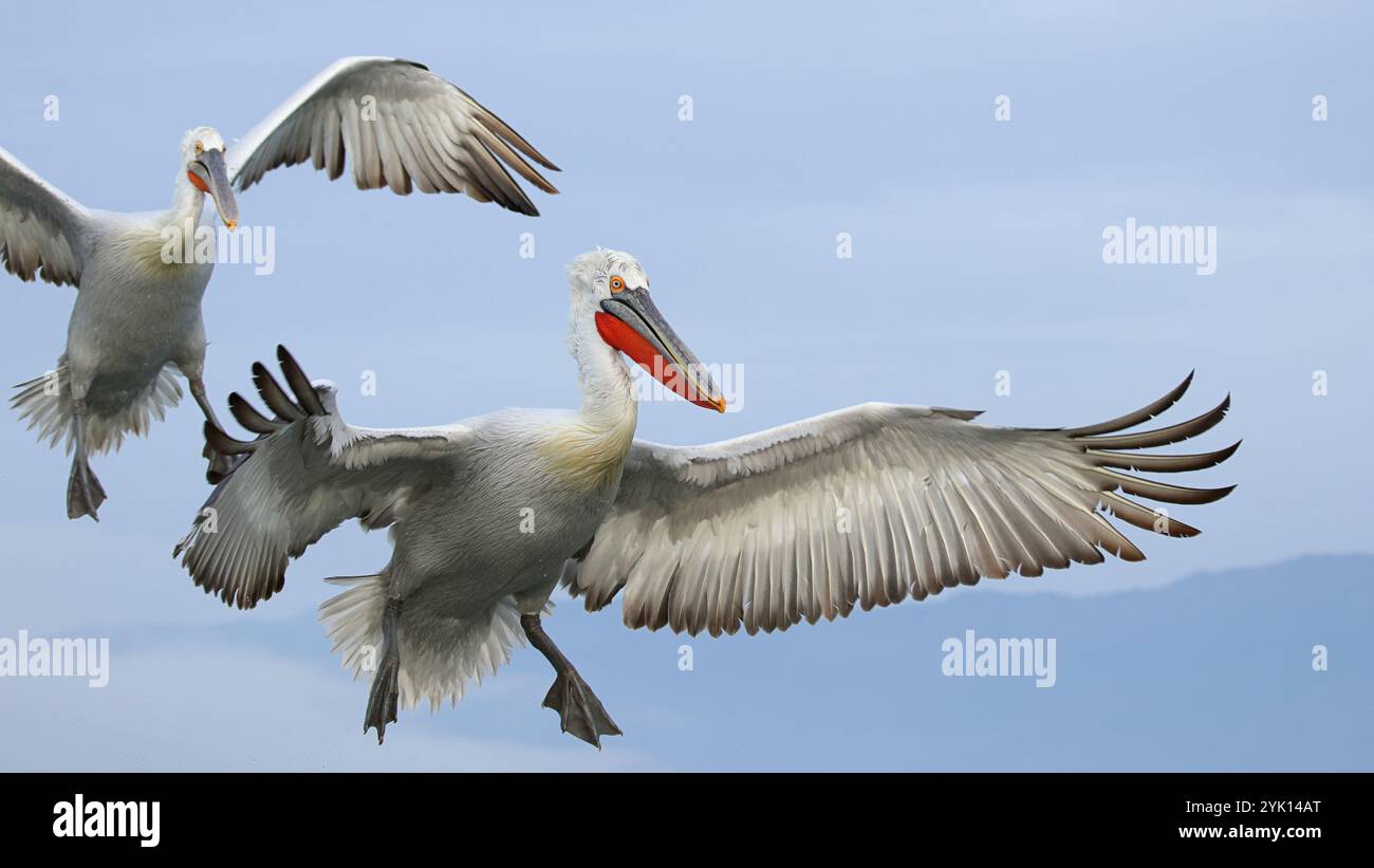 Two Dalmatian Pelicans are going to land on Lake Kerkini in Greece, an ...