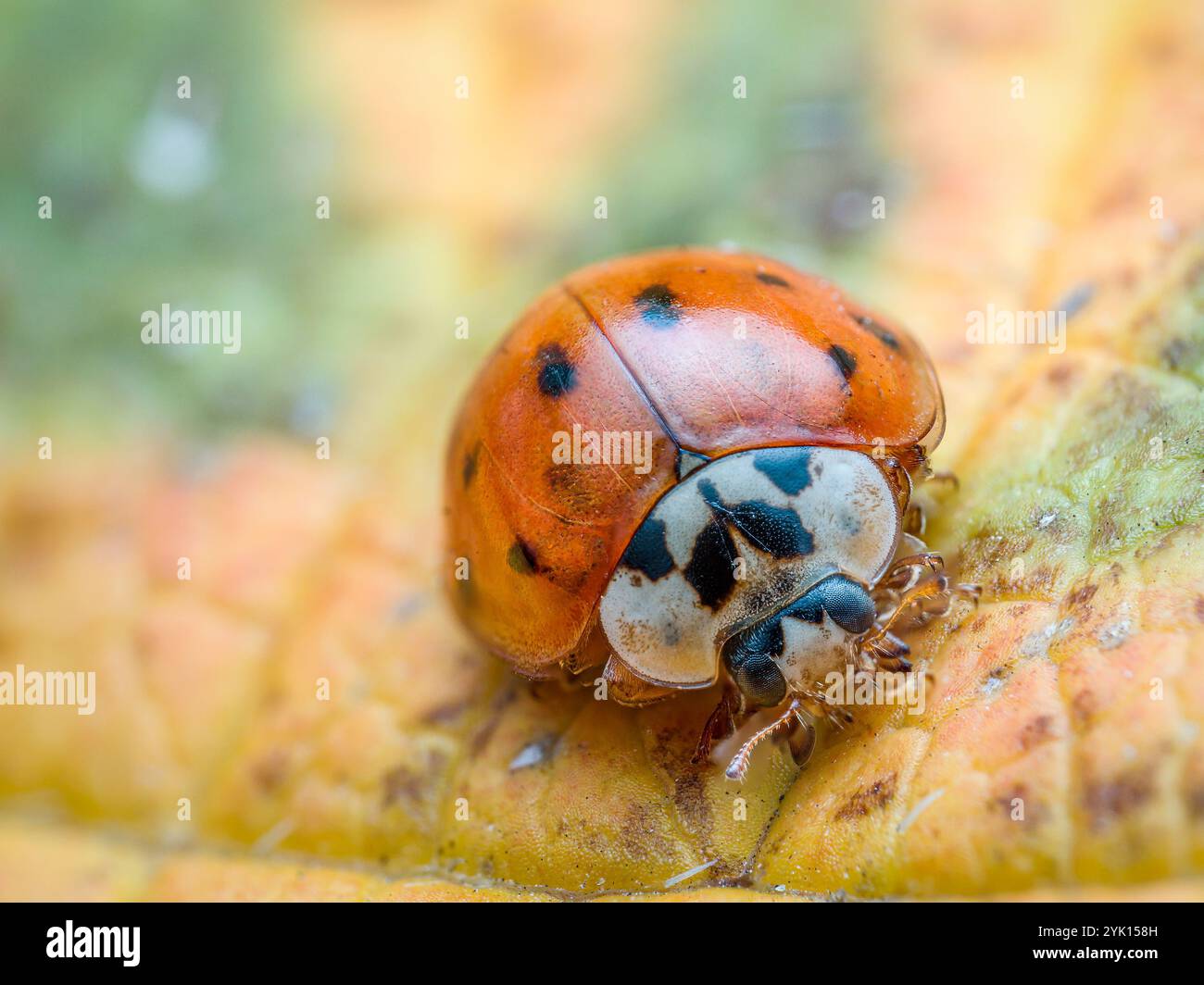 Closeup of Asian ladybird on green leaf Stock Photo