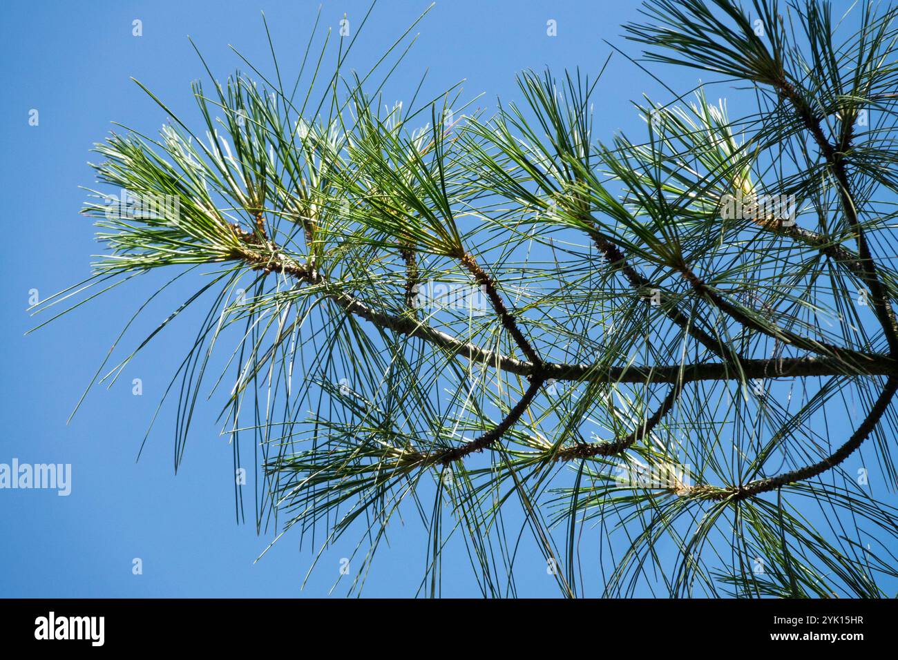Pinus walichiana needles on branch Stock Photo