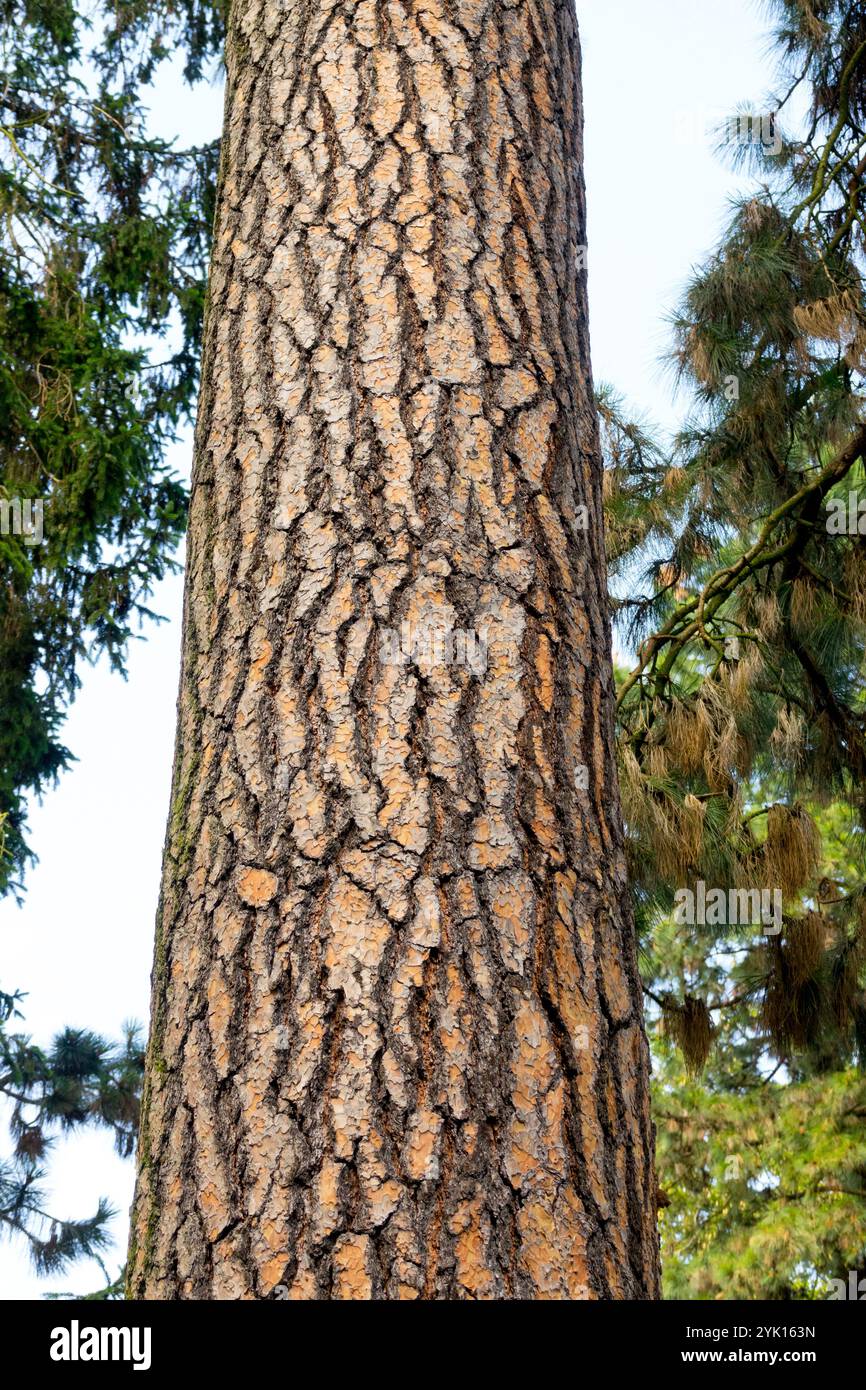 Ponderosa pine tree bark hi-res stock photography and images - Alamy