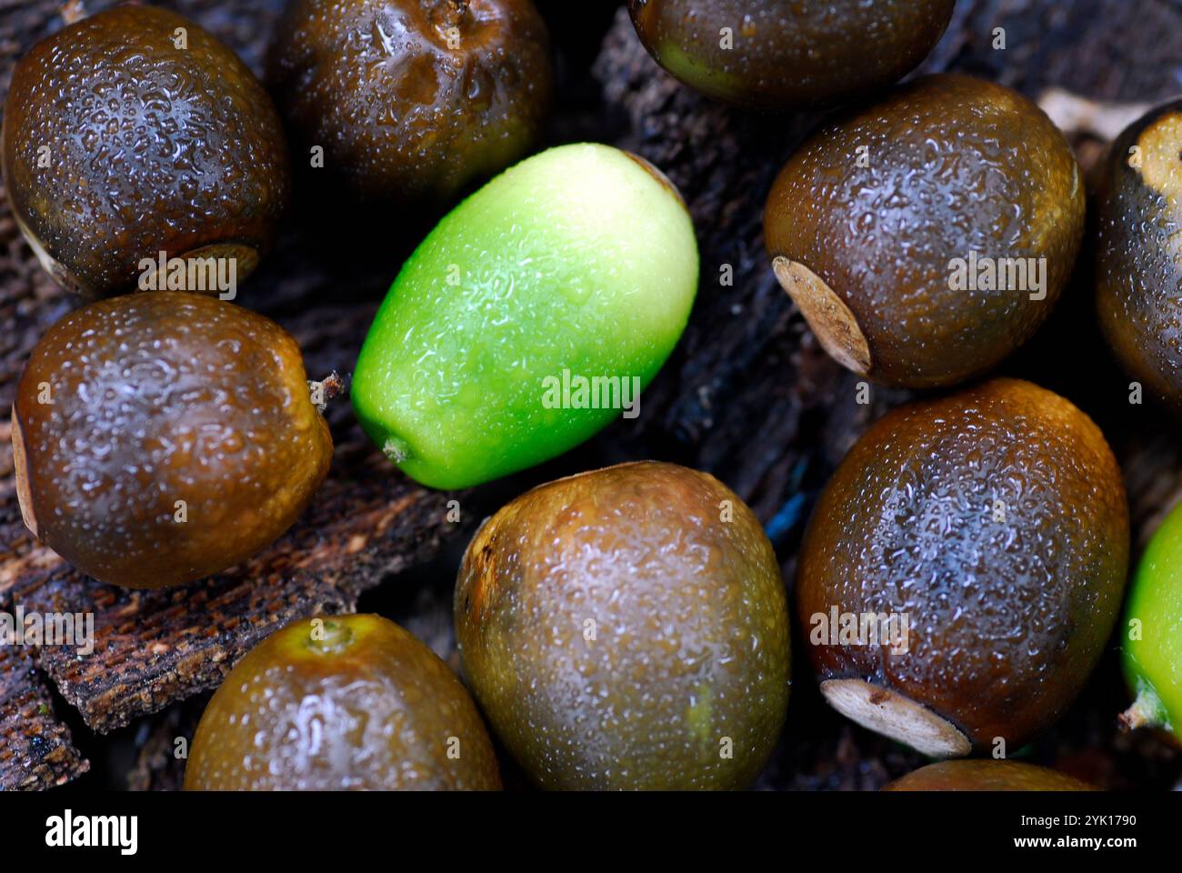 Acorns on ground hi-res stock photography and images - Alamy