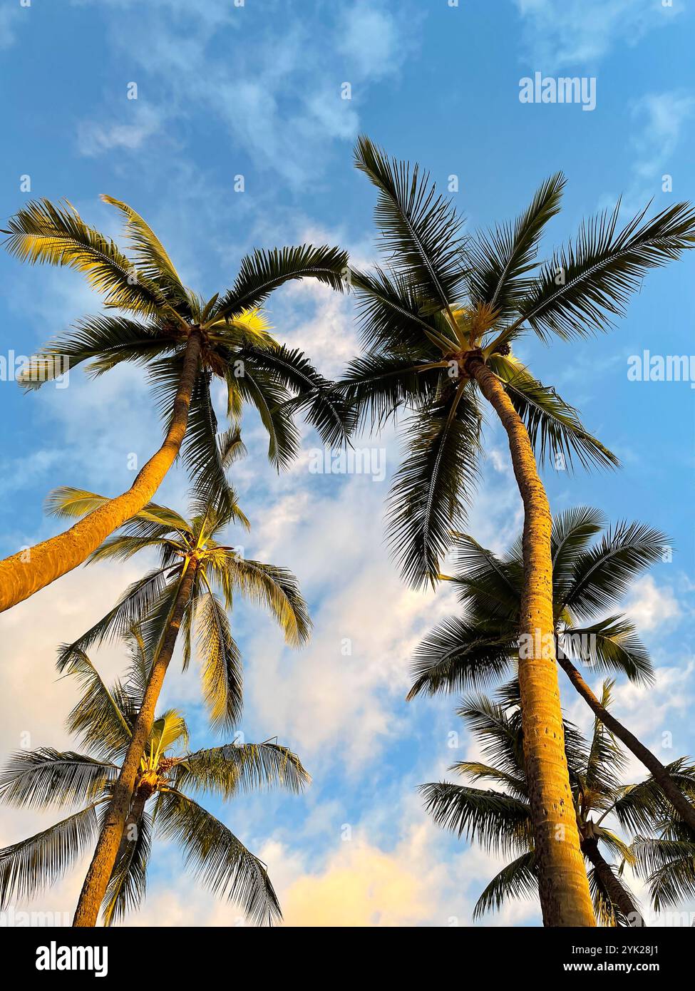 Upward view of a group of tall coconut palm trees that stretch up to a blue sky and white clouds. Golden evening sunlight makes the trees glow as the - Smartphone Captured Stock Image