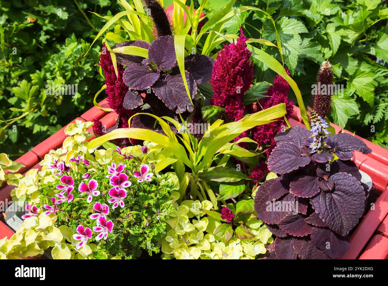Live Plants - Citronella Geraniu - Pelargoniu - Perennials