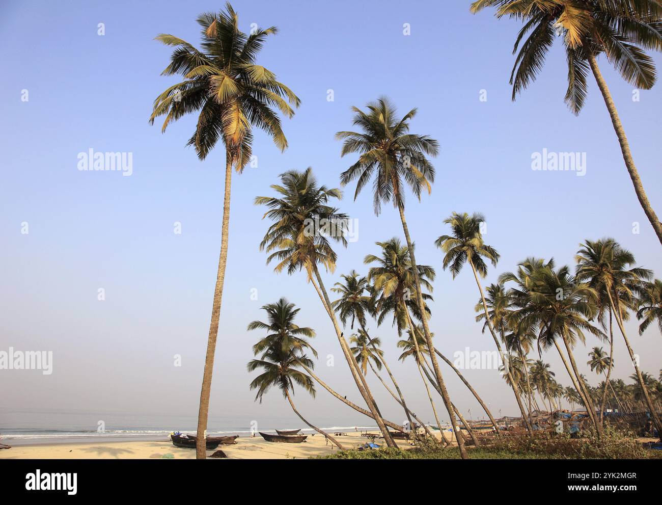 India, Goa, Colva beach, coconut palm grove, fishing boats Stock Photo ...