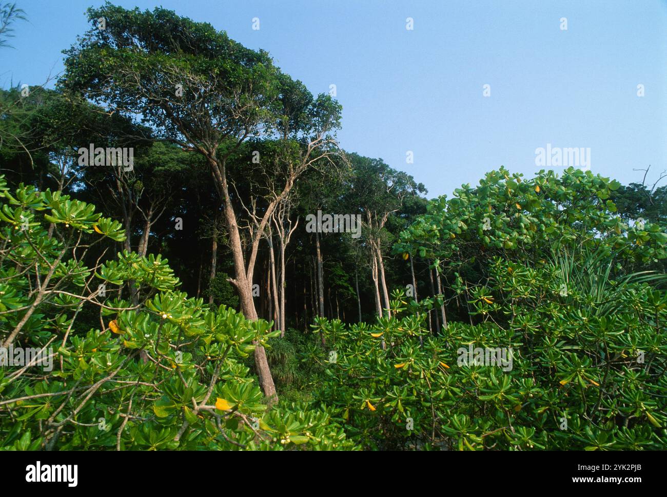 Tropical Rin Tropical rain forest in malaysia hi-res stock photography and images ...