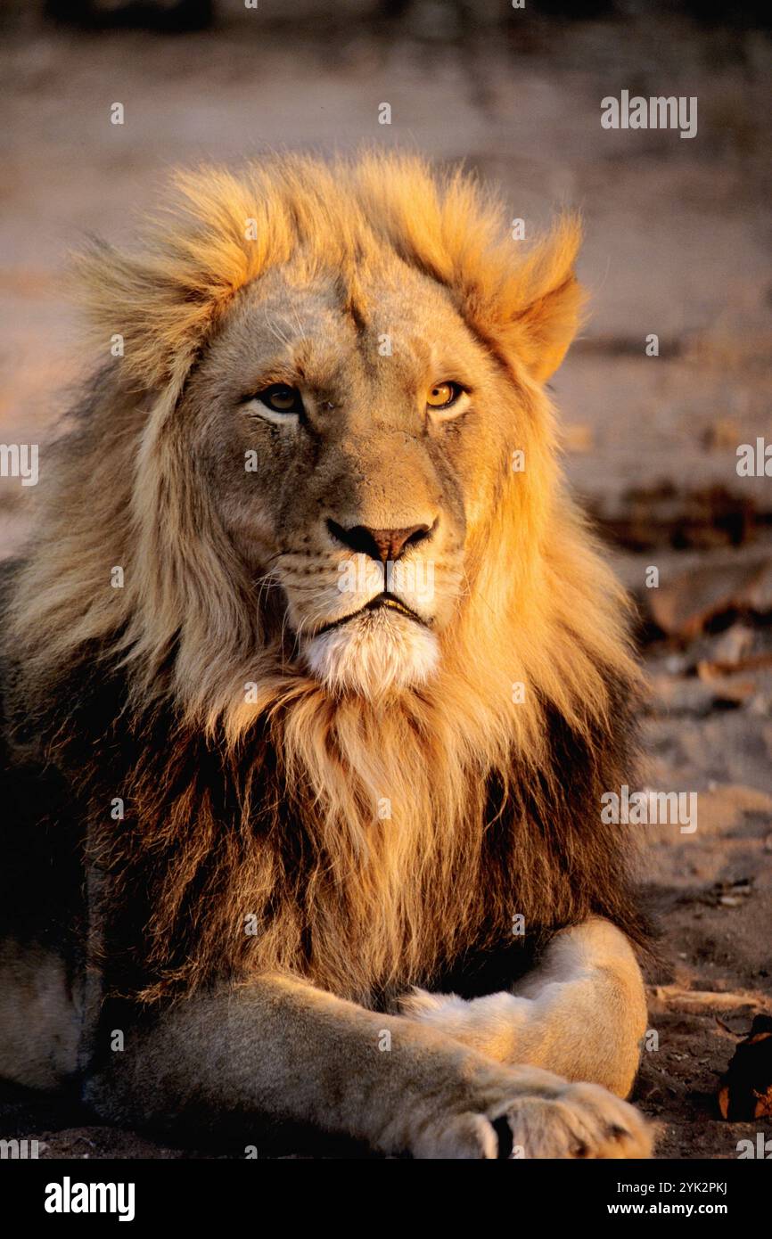 Vertical picture of lion hi-res stock photography and images - Alamy
