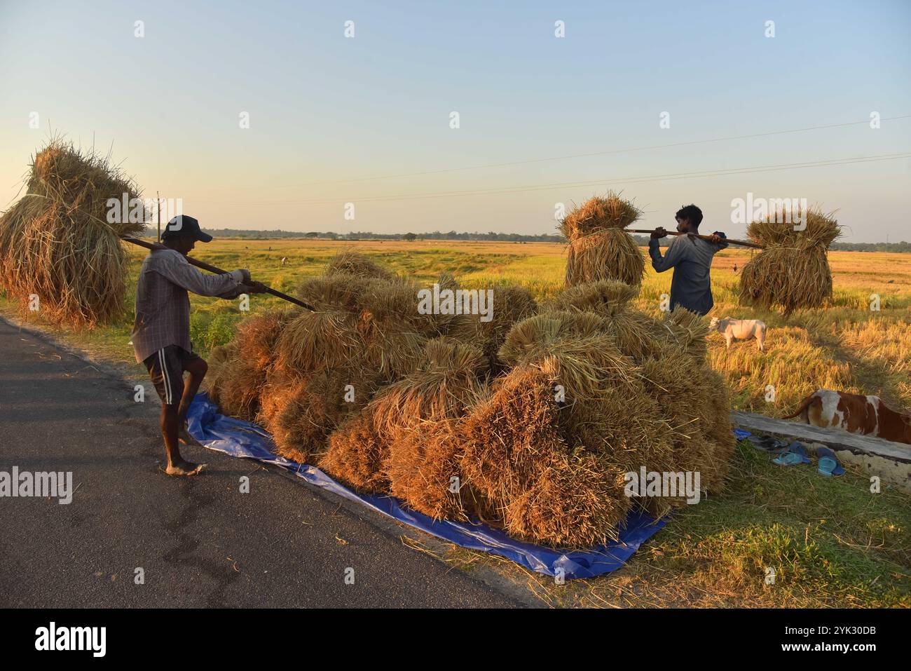 India assam field rice hi-res stock photography and images - Alamy