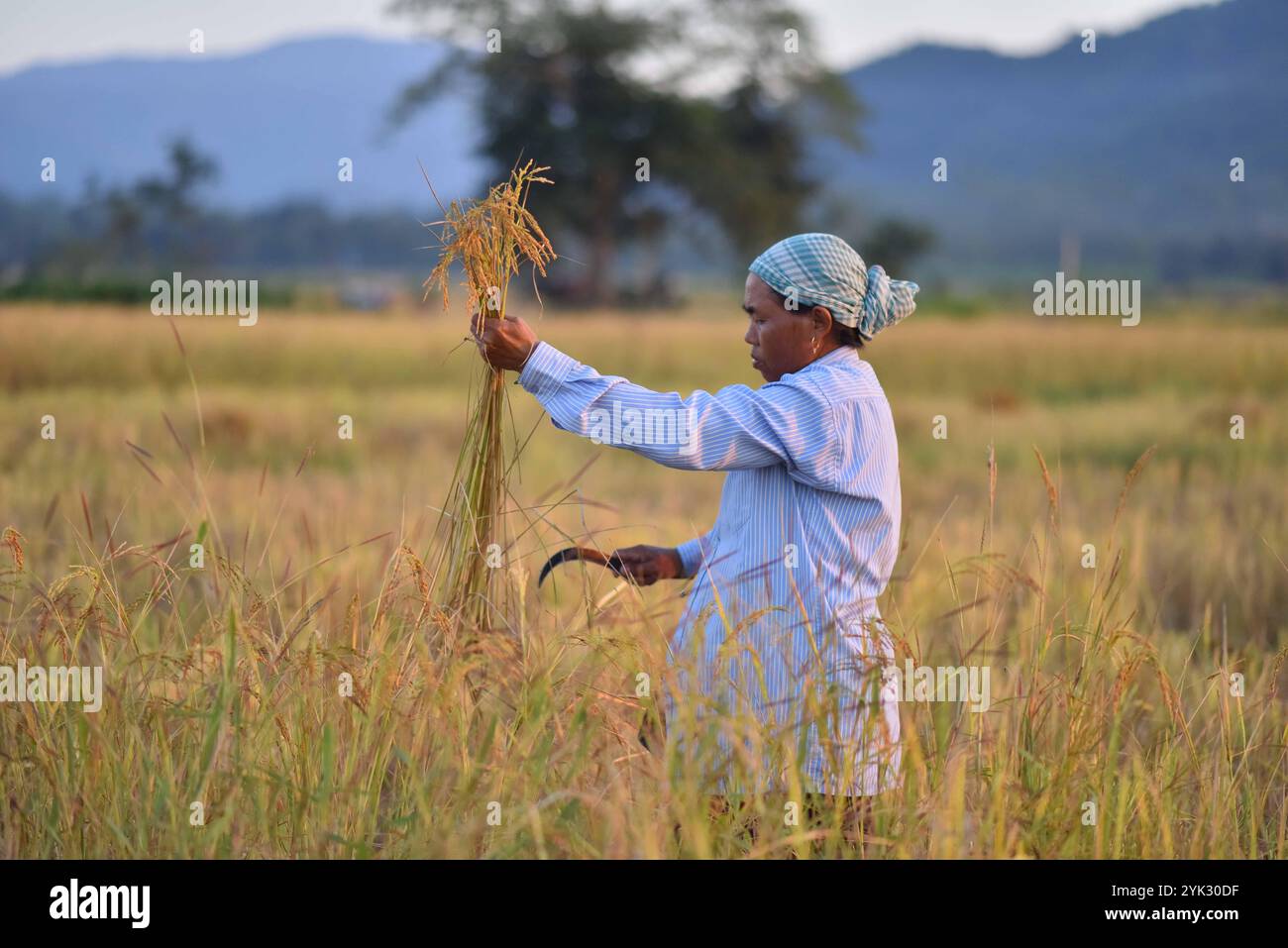 India assam field rice hi-res stock photography and images - Alamy