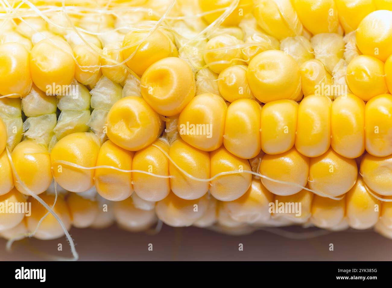 Corn cob highlighting the individual kernels. The kernels are yellow ...