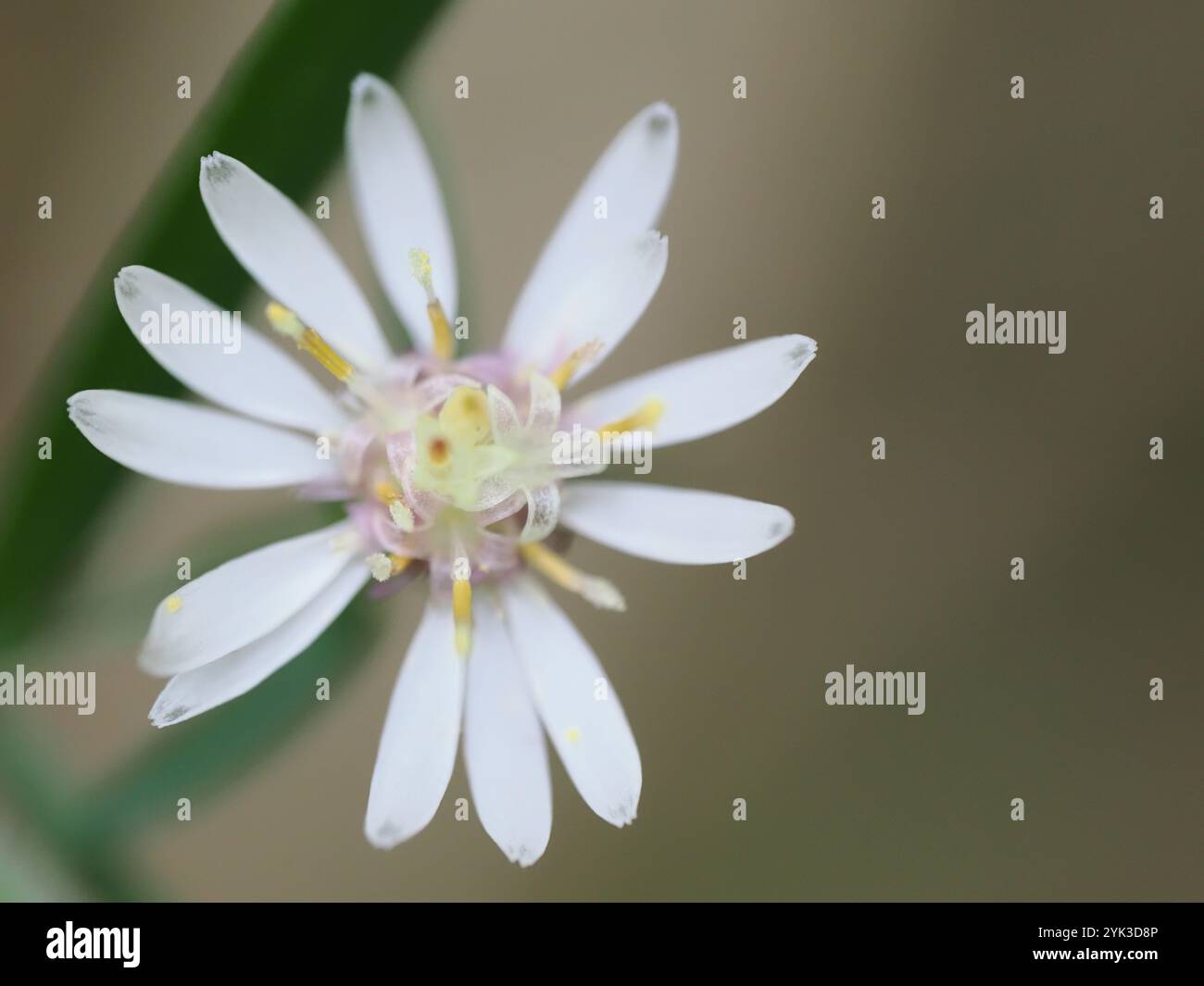 Wildflower enthusiast hi-res stock photography and images - Alamy