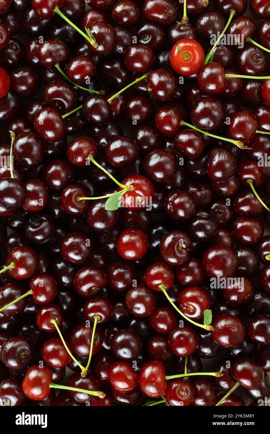 Apple Pie Bars in a 9x13 Pan | Tastes of Lizzy T, image size:866x1390