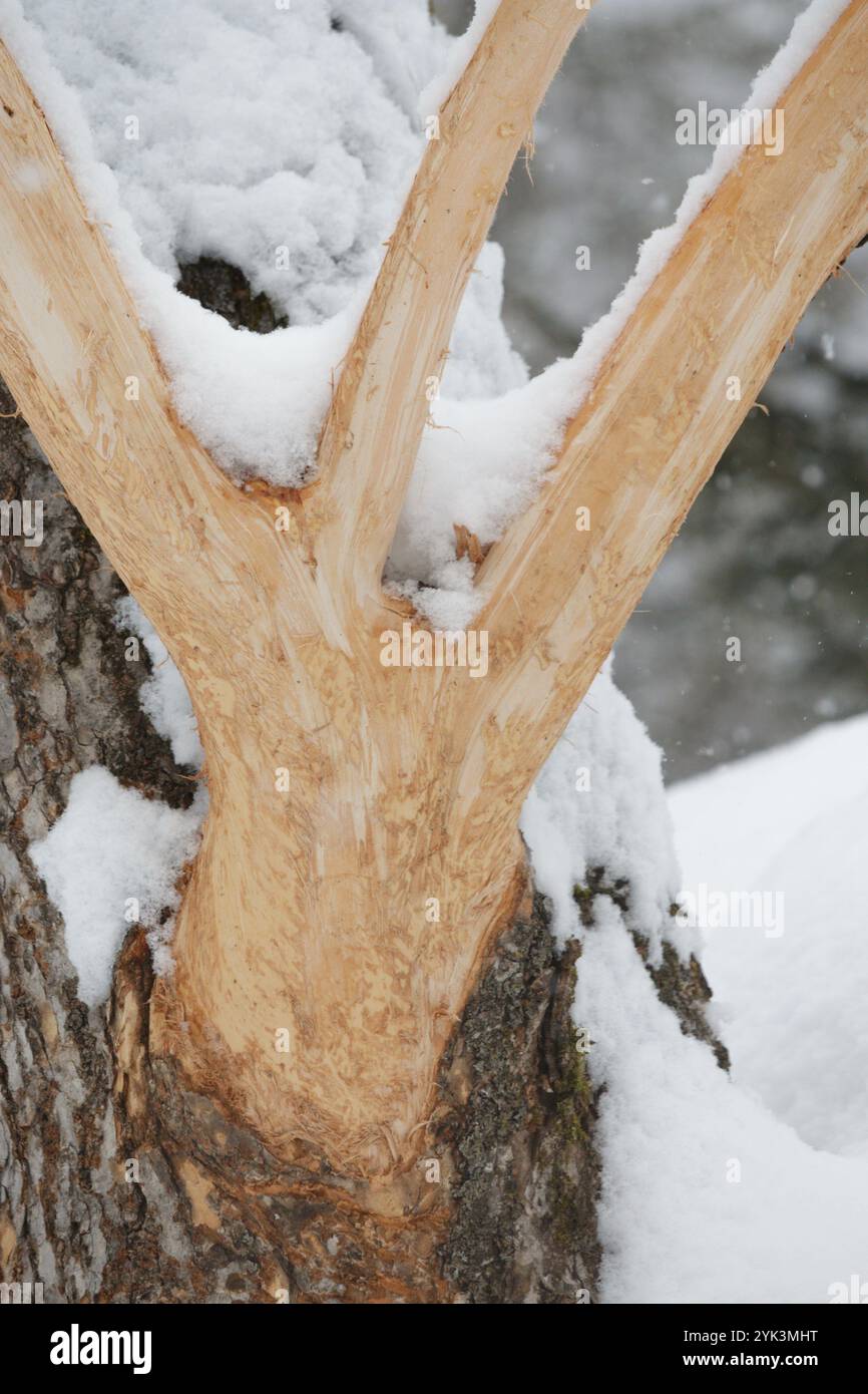 Tree branch stripped of bark and damage by wild deer Stock Photo