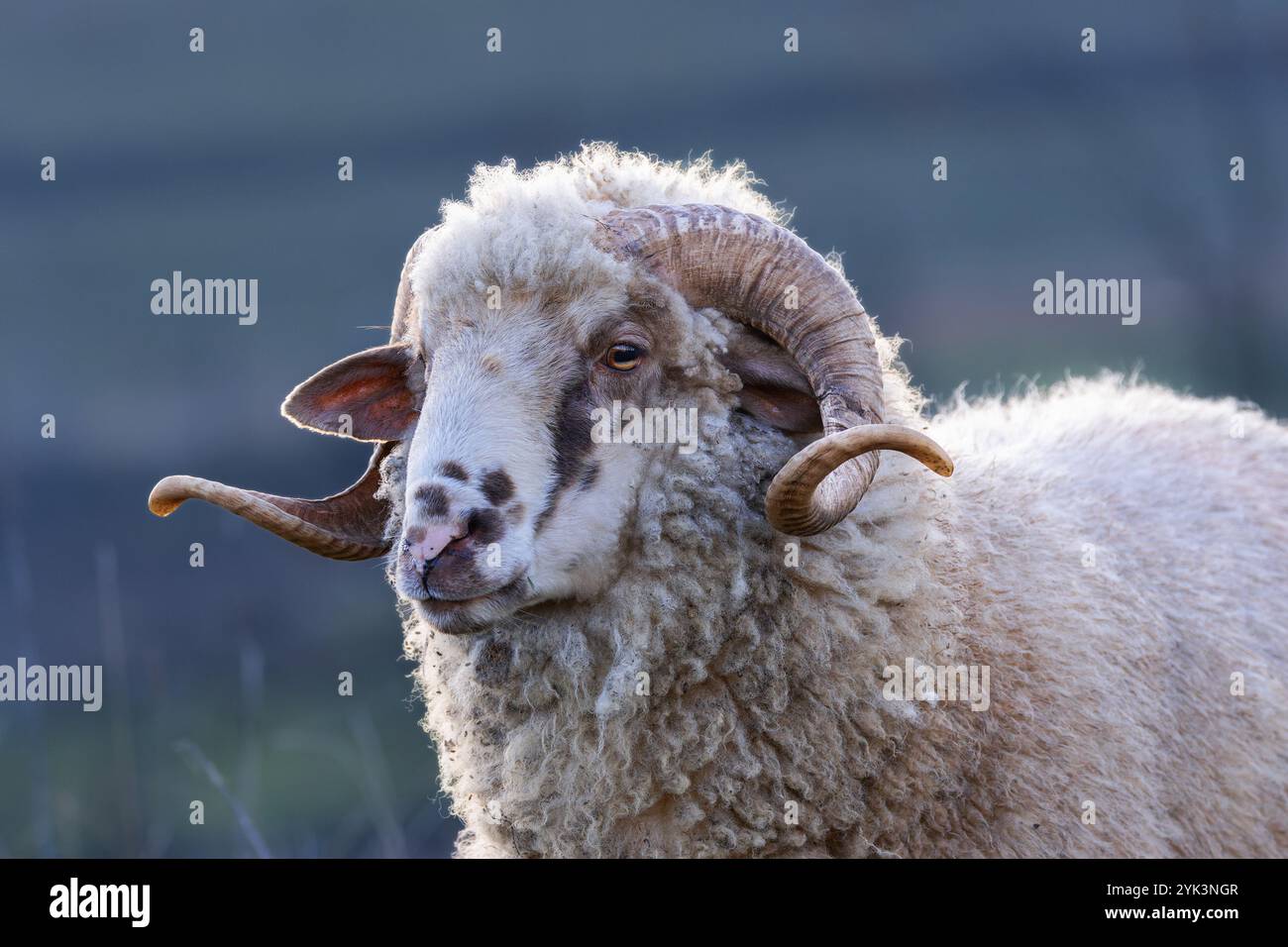 close-up of large ram showcasing impressive curled horns, rugged texture, and intense gaze in focus Stock Photo