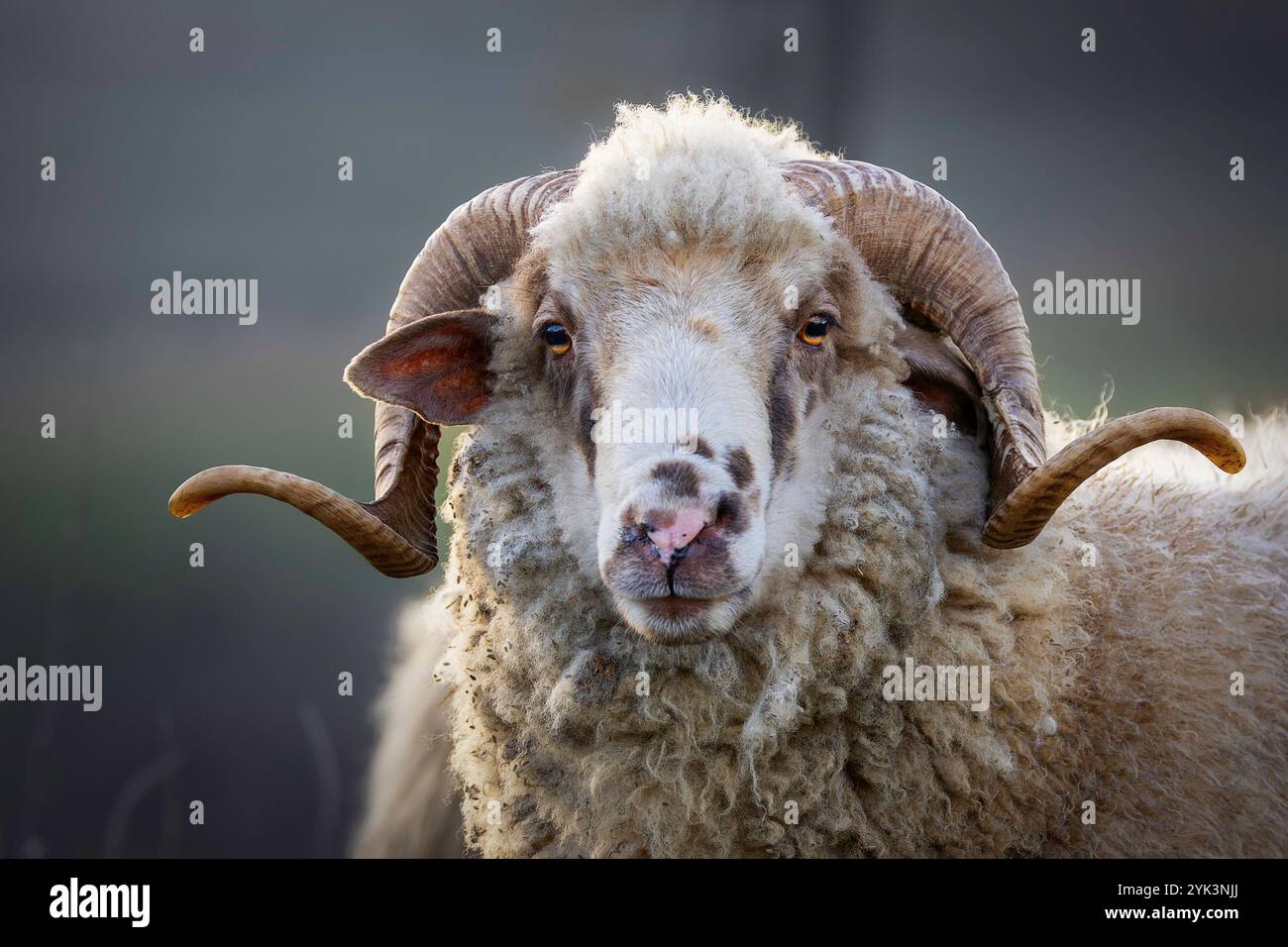 Strong Ram Of a strong ram hi-res stock photography and images - Alamy