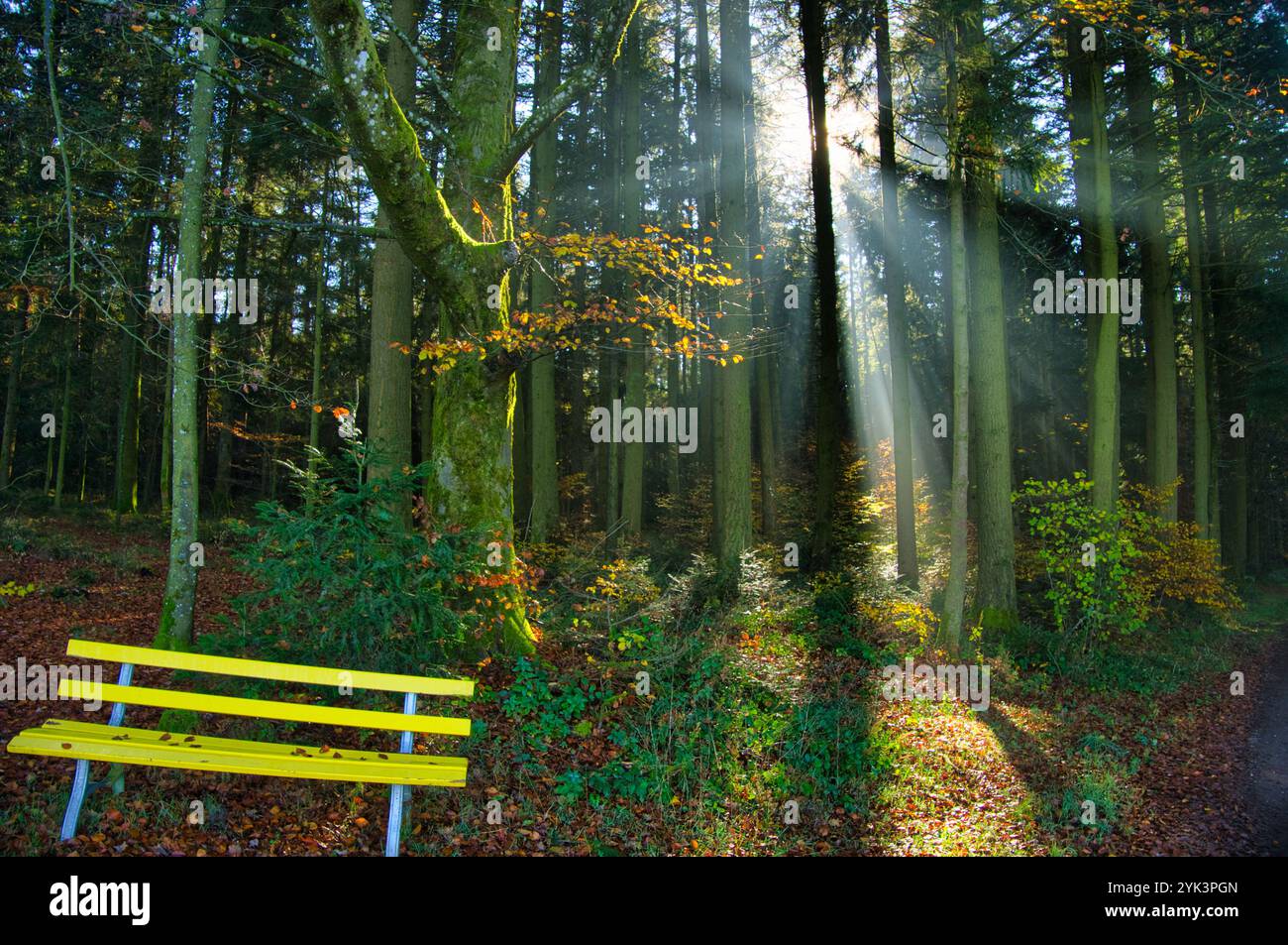 Mystical Black forest in the South of Germany Stock Photo