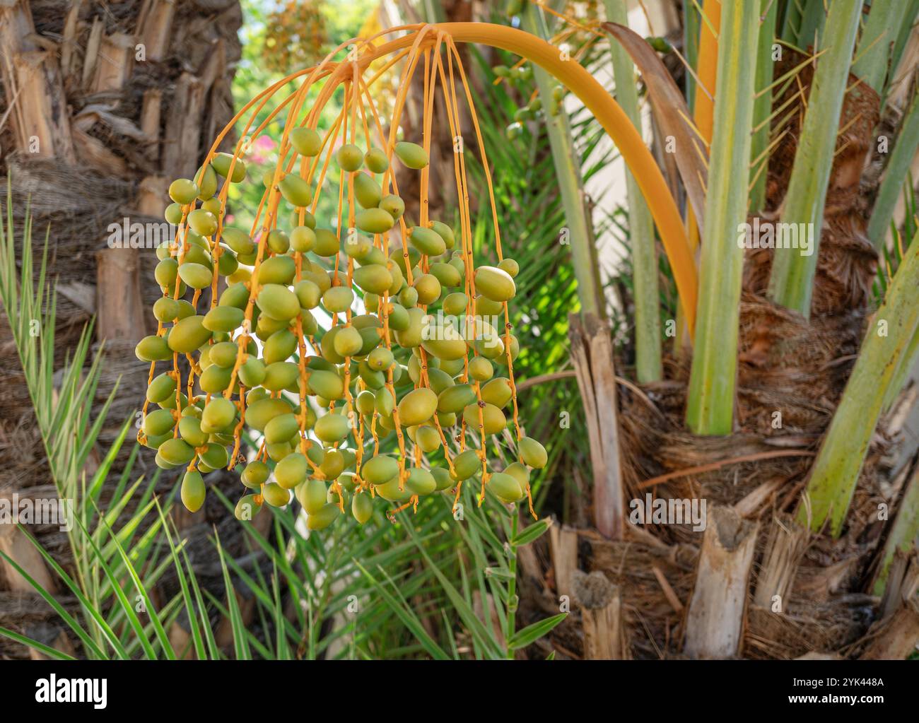 Un Ripe Date Clusters of yellow fruits hi-res stock photography and images - Alamy