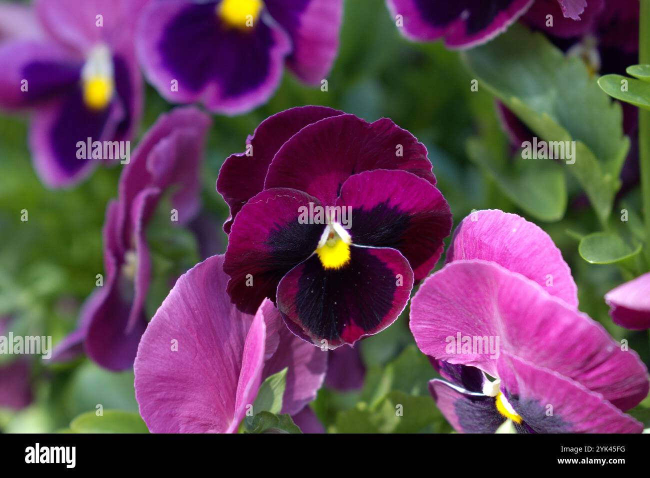 Scarlet pansy flowers in garden bed Stock Photo