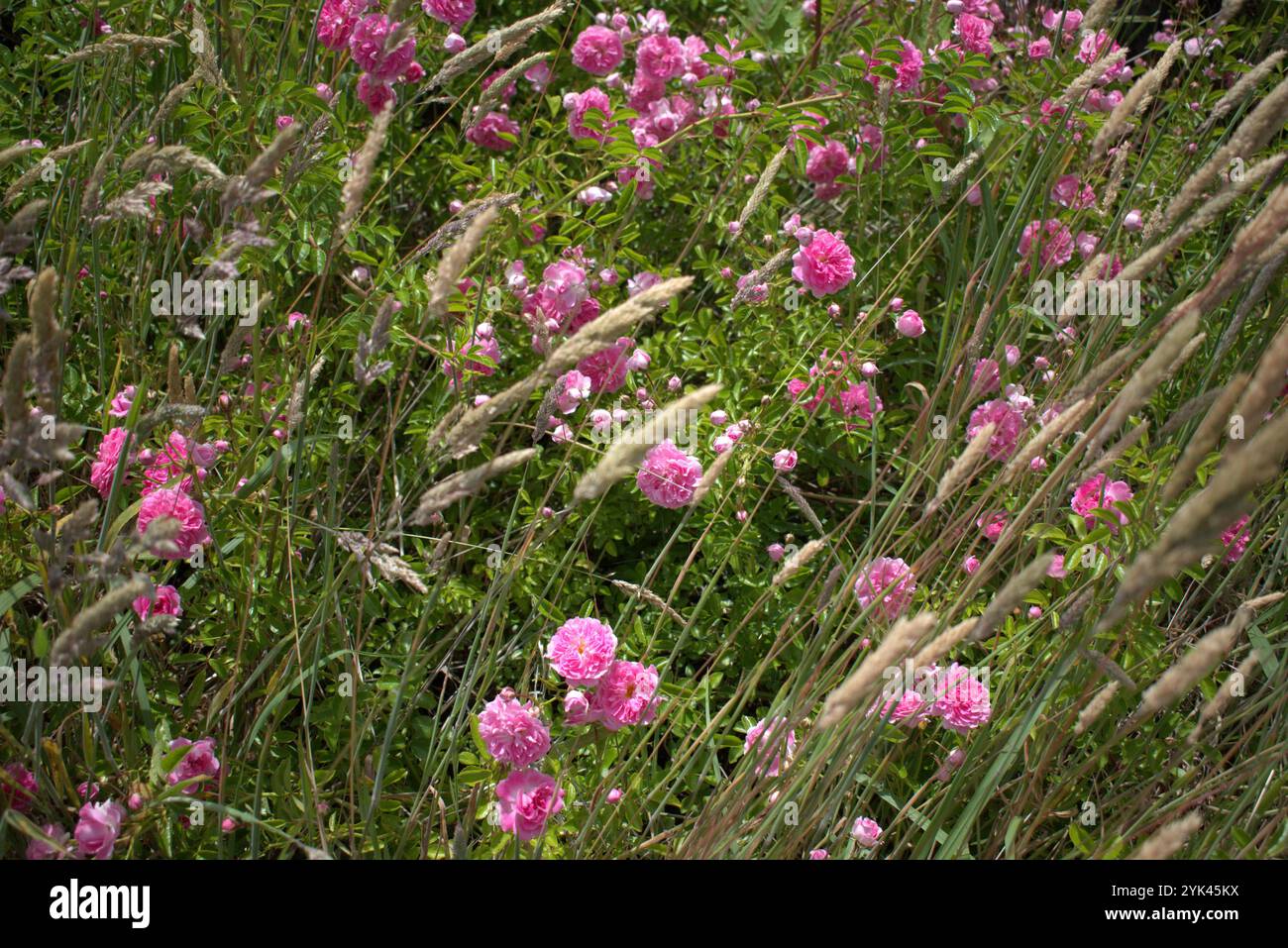Wildflowers and grasses hi-res stock photography and images - Alamy