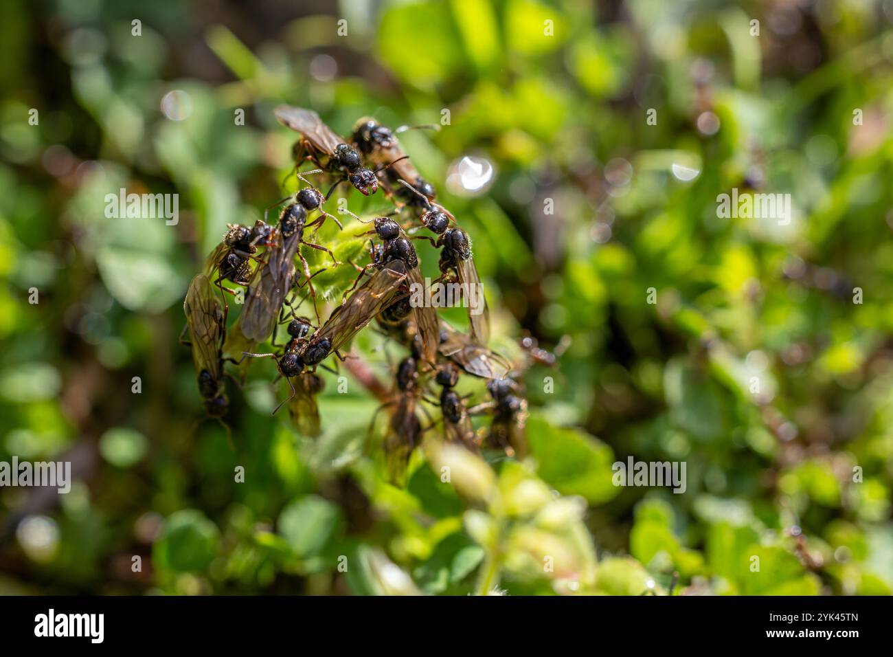 Group of flying ants on plants in summer Stock Photo